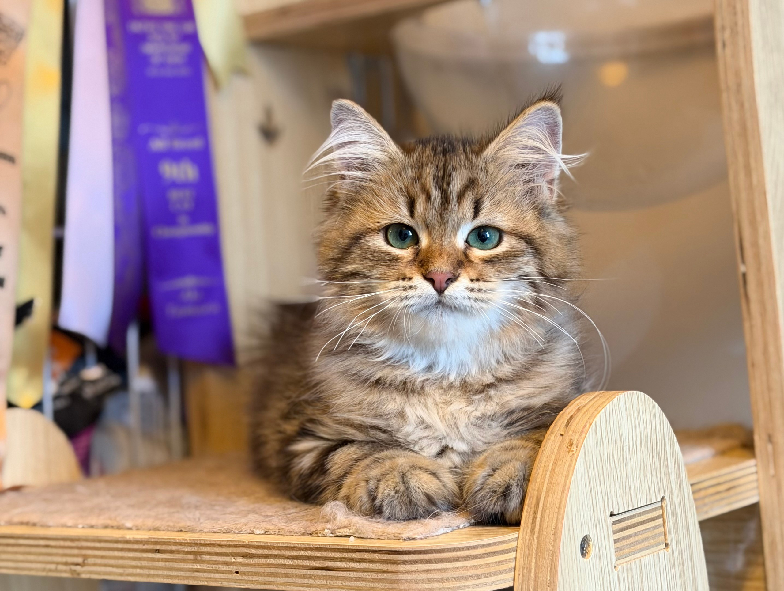 Available Faith Brown Tabby Female