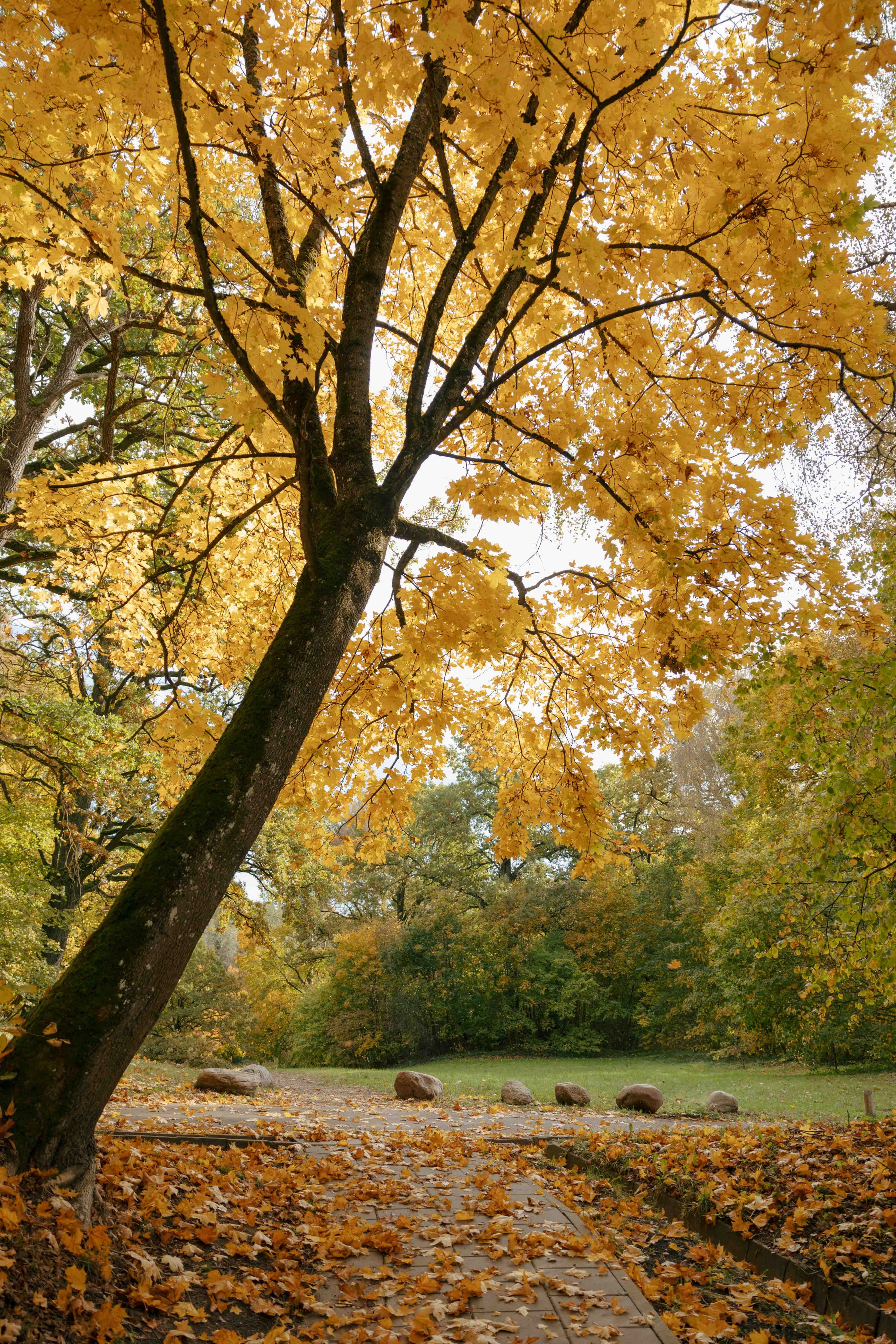 Best Autumn Photoshoot Locations in Vilnius: Top Spots to Capture the Fall Colors. Framed by Evelina | Destination Wedding Photographer from Lithuania | Europe