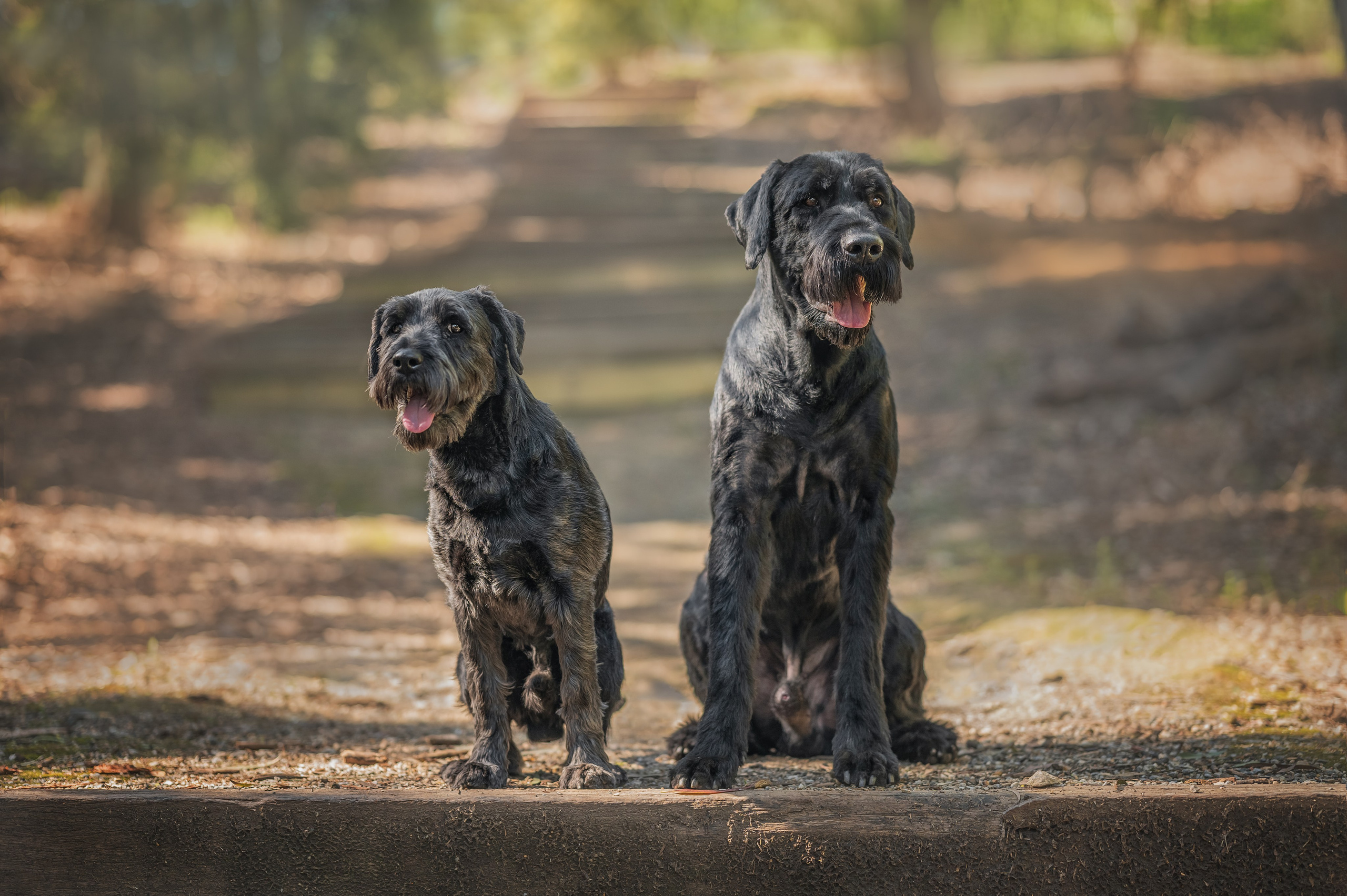 Pets. Natasha photo Photographer in Melbourne