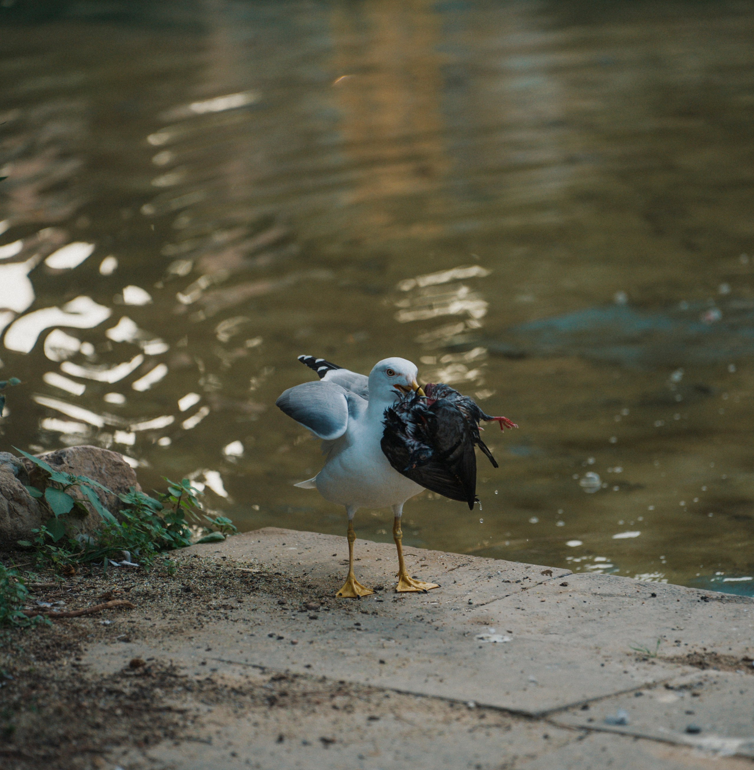 ЕВРОТУР. Стрит-фотография, полная абсурда, идиотизма и красоты