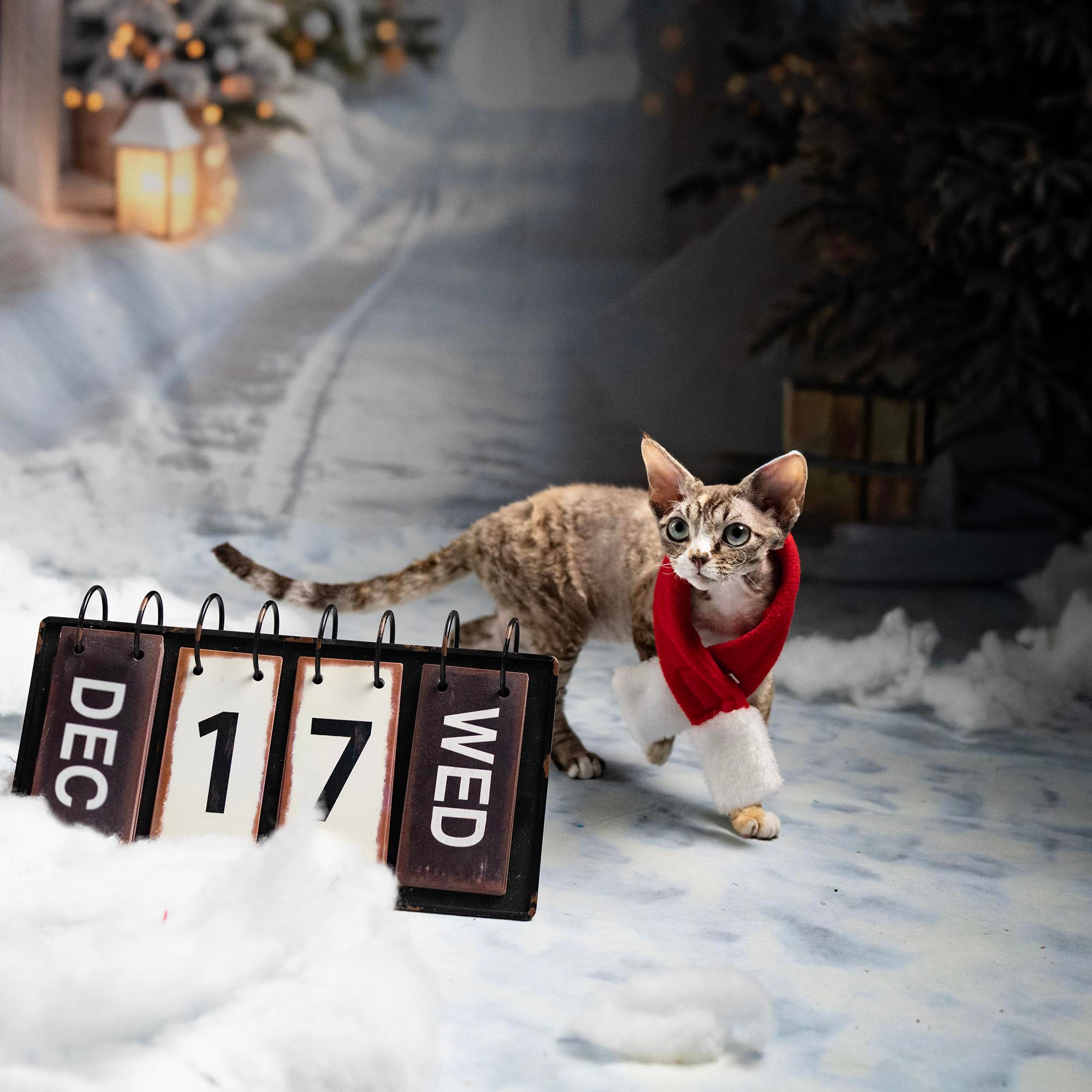 Kasia,  girl, born 07.02.2025. Devon Rex Pixie Cattery