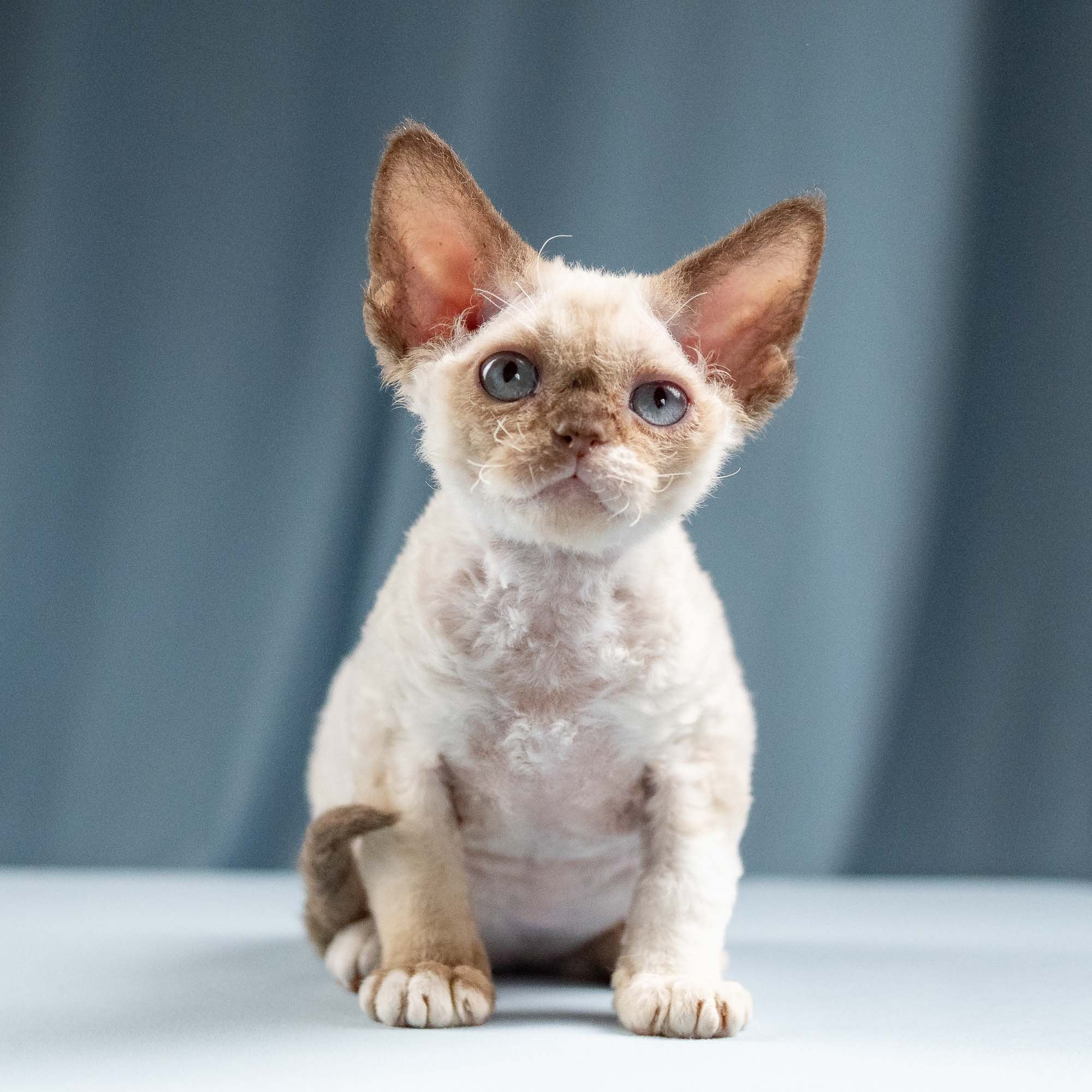 Indy, boy, born 06.01.2025. Devon Rex Pixie Cattery