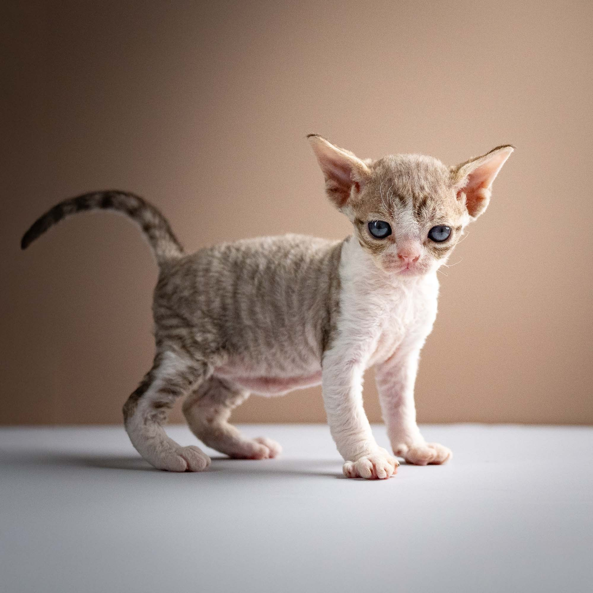Sebastian, boy, born 05.15.26. Devon Rex Pixie Cattery