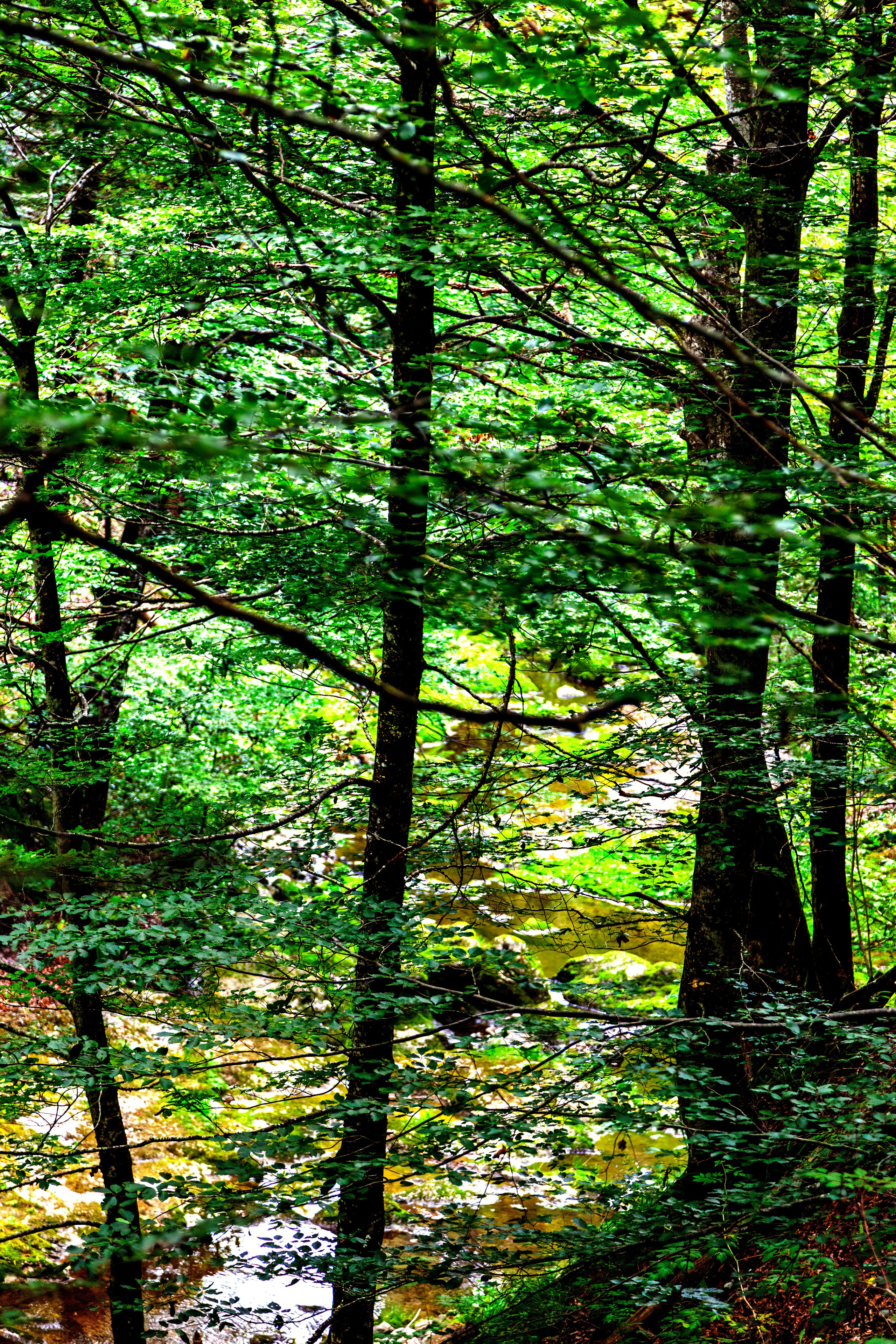 197.Ötscher Base Nature Park.Austria.21.8.2025. Путешествия в формате 360......