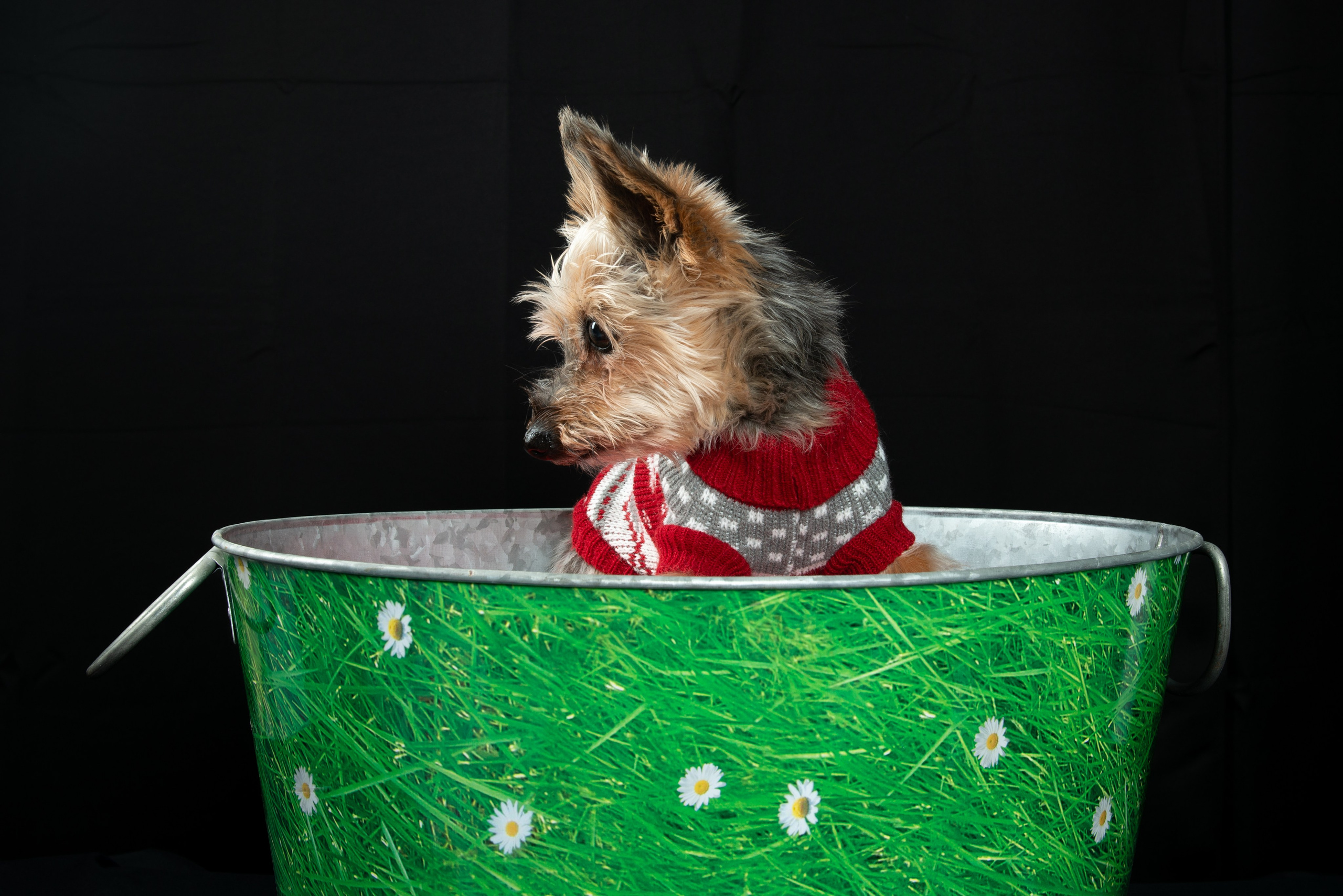 Sesiones fotográficas con mascotas en Gran Canaria | Migui Expressive