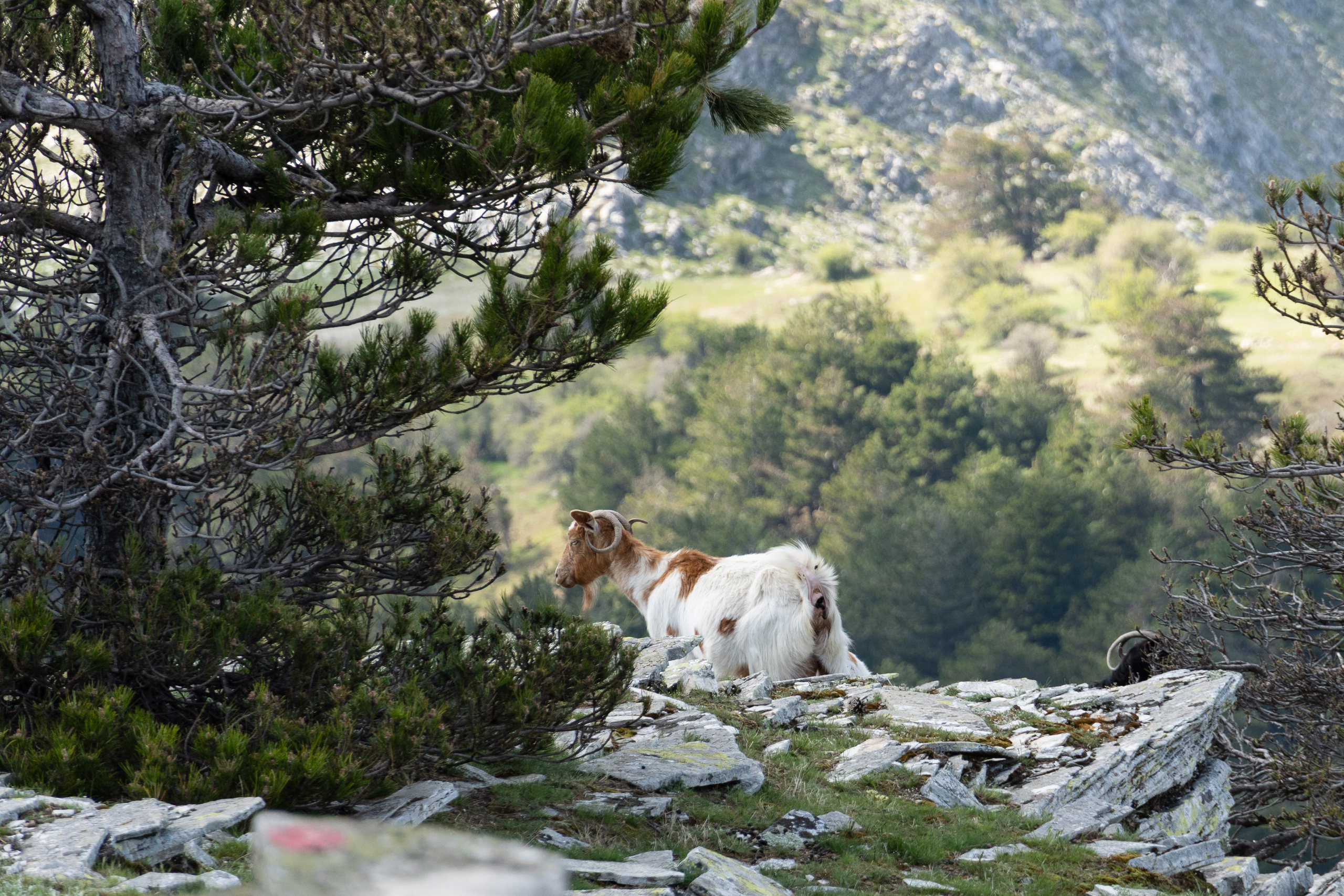 Thasos 2025. Fotografiideplacere.net