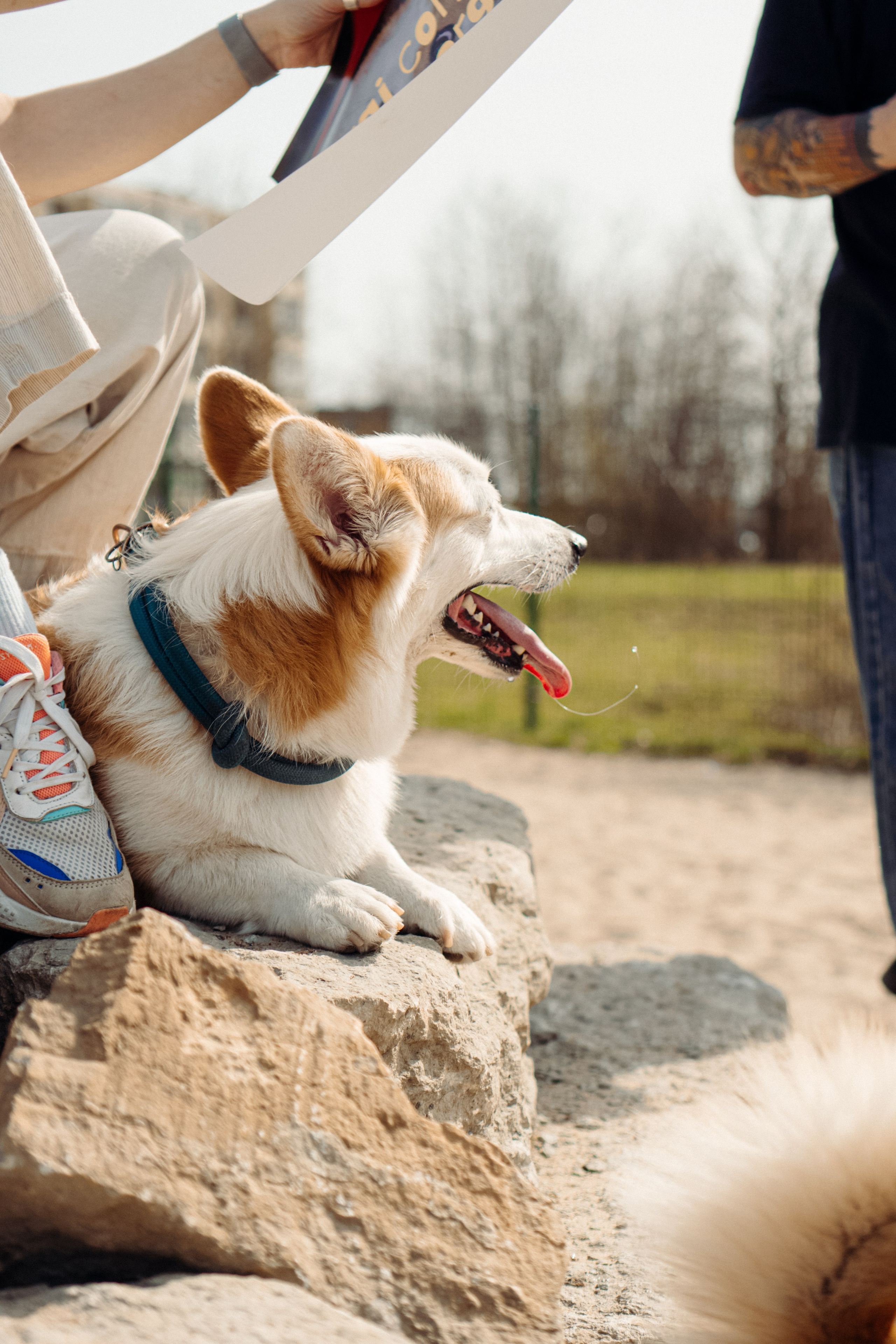 Corgi party, 18 apr. 2025. Kat Laisaar — Pet photographer in Tallinn