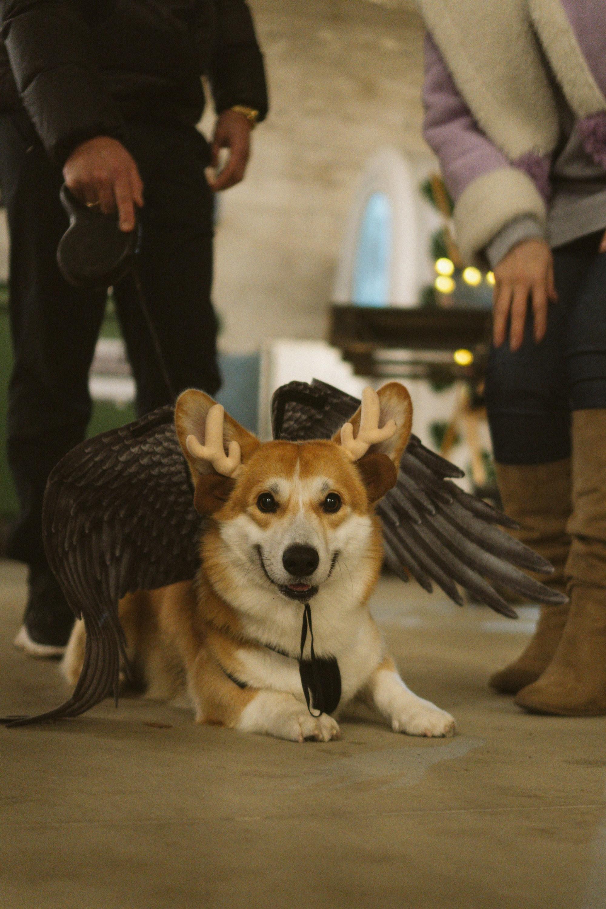 Corgi Fest, Christmas edition. Kat Laisaar — Pet photographer in Tallinn