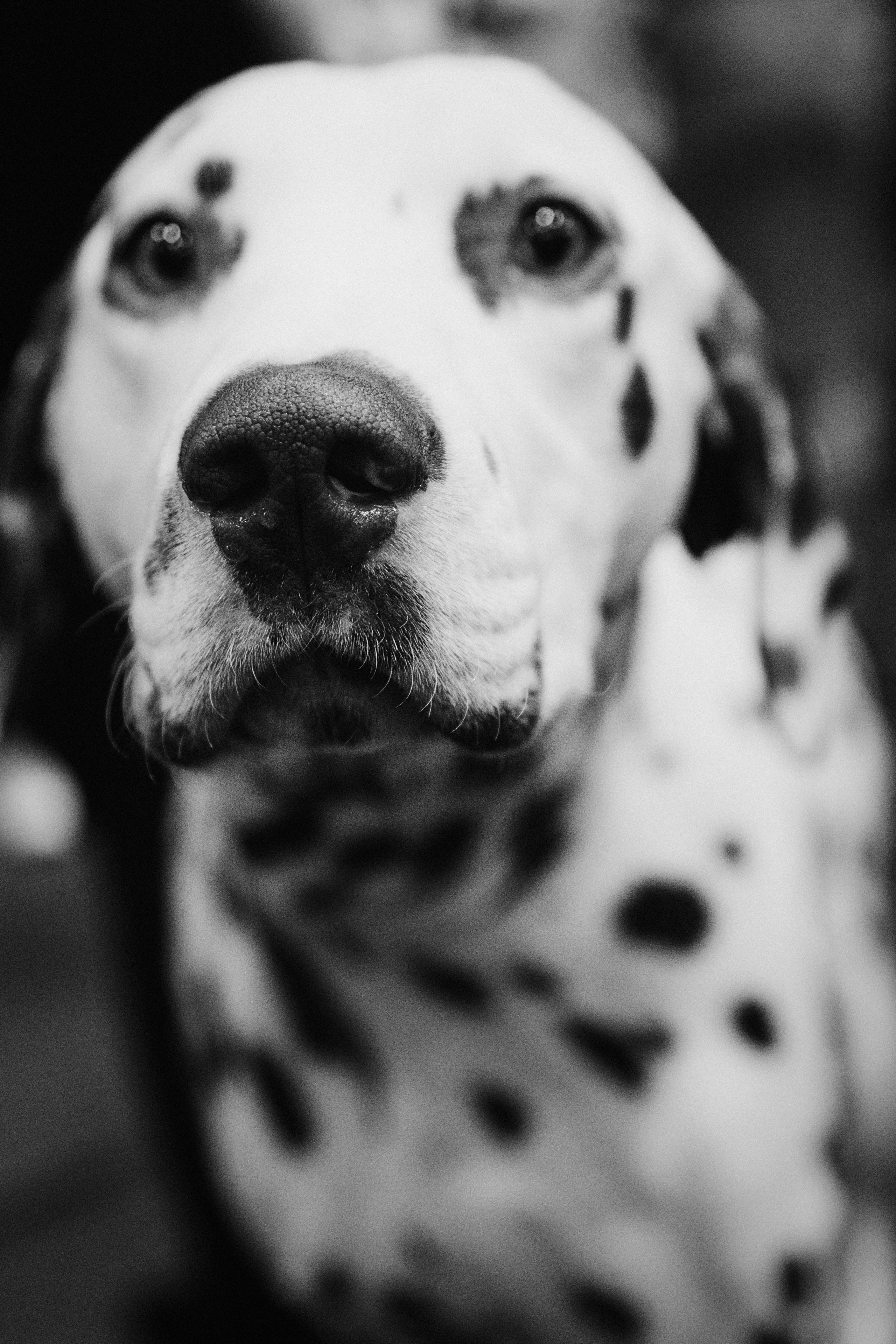 Pärnu dog weekend photo report. Kat Laisaar — Pet photographer in Tallinn