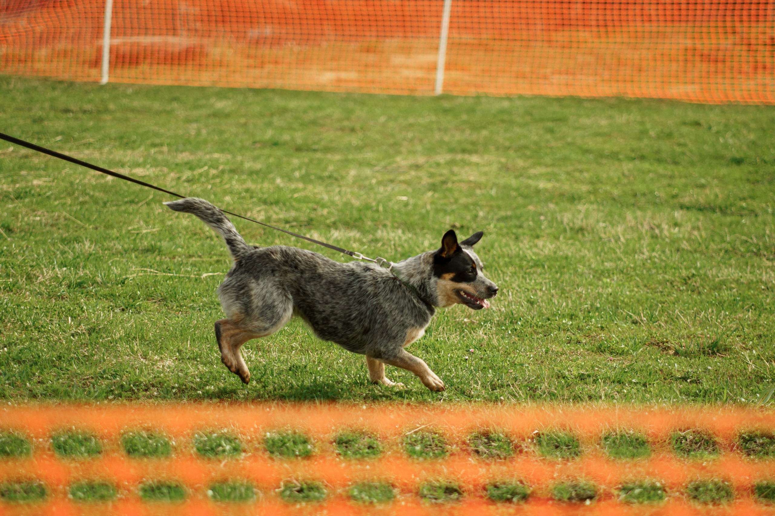 Herding Days, 26 apr. 2025. Kat Laisaar — Pet photographer in Tallinn