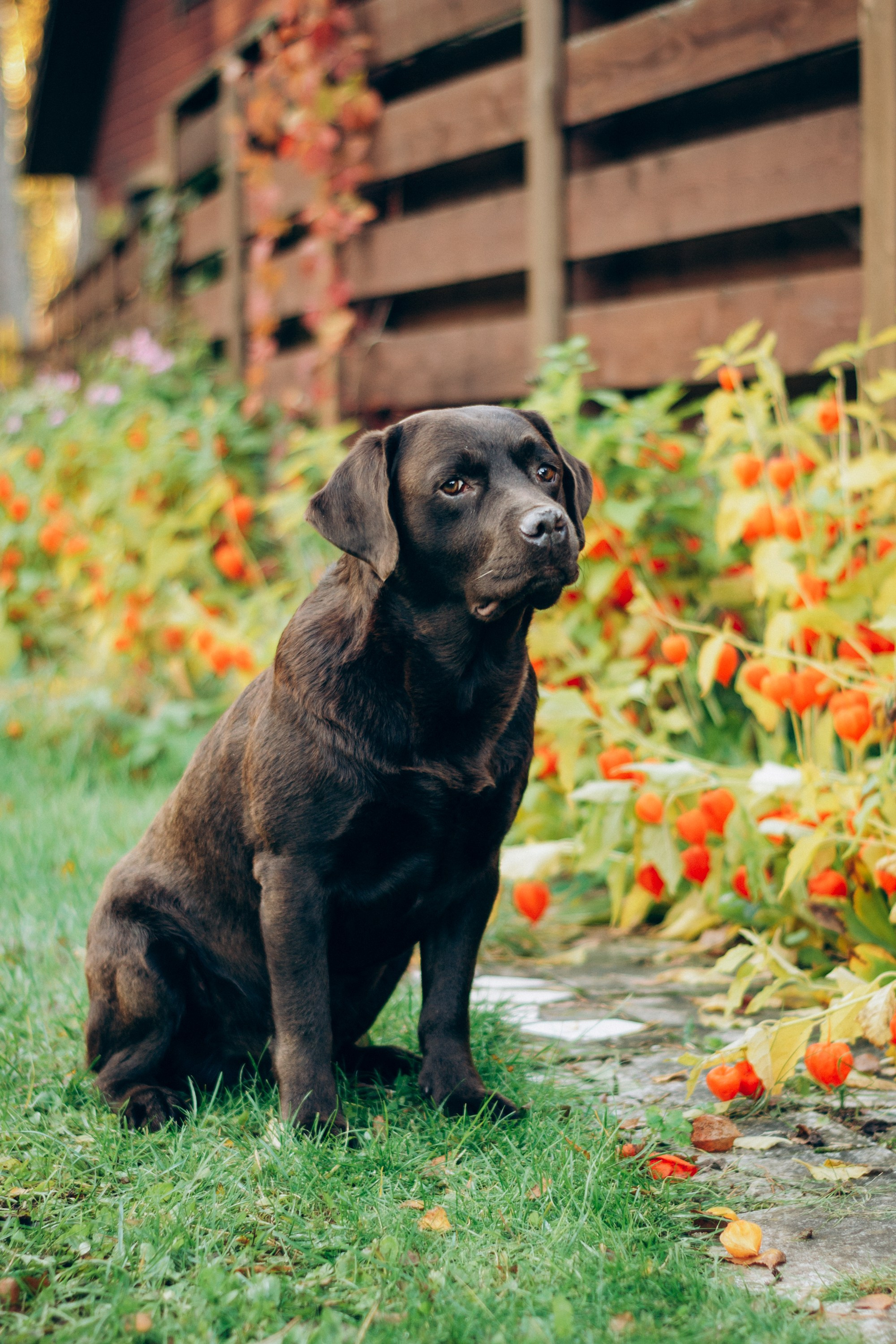 Harvi, chocolate Labrador Retriever. Kat Laisaar — Pet photographer in Tallinn