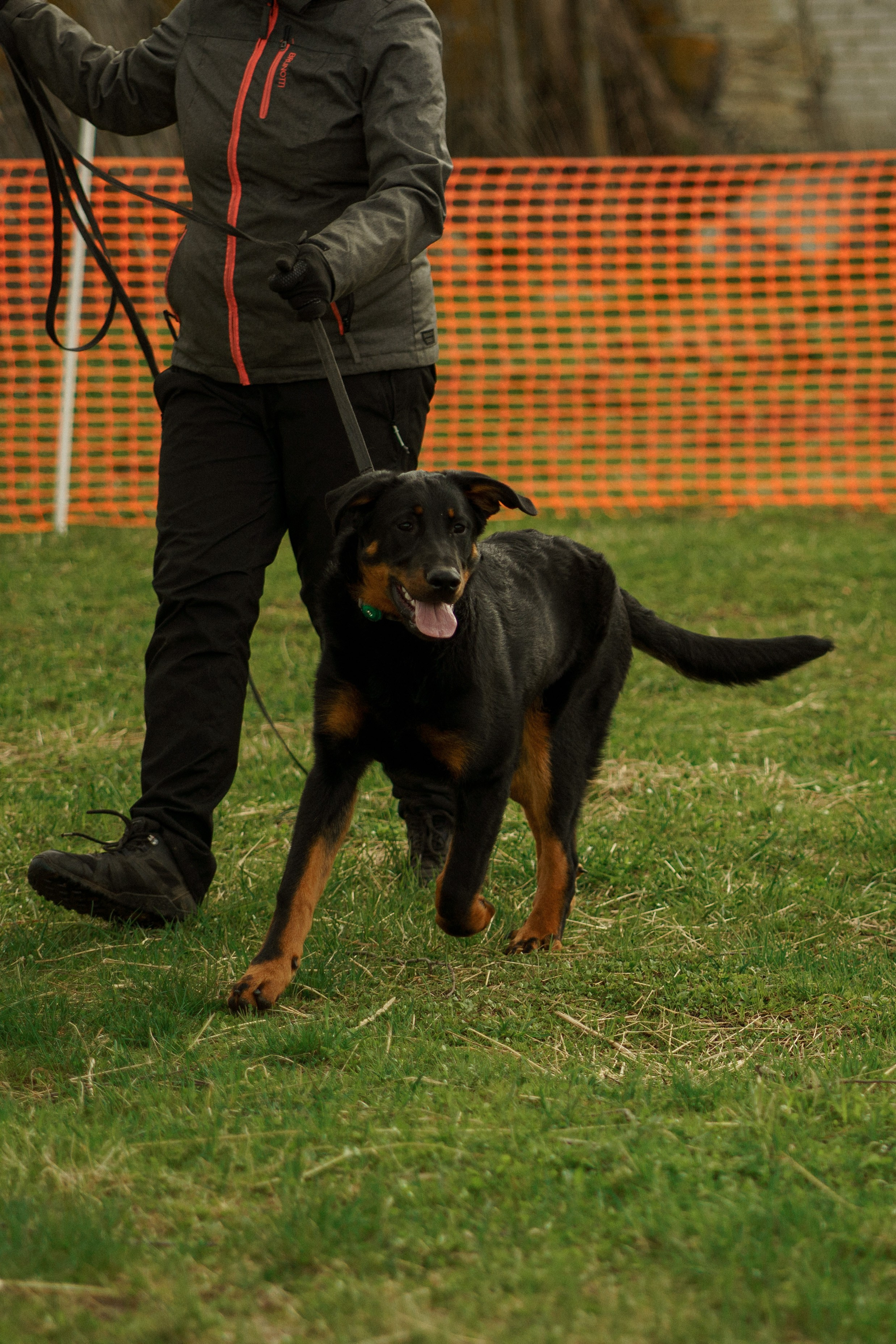Herding Days, 26 apr. 2025. Kat Laisaar — Pet photographer in Tallinn