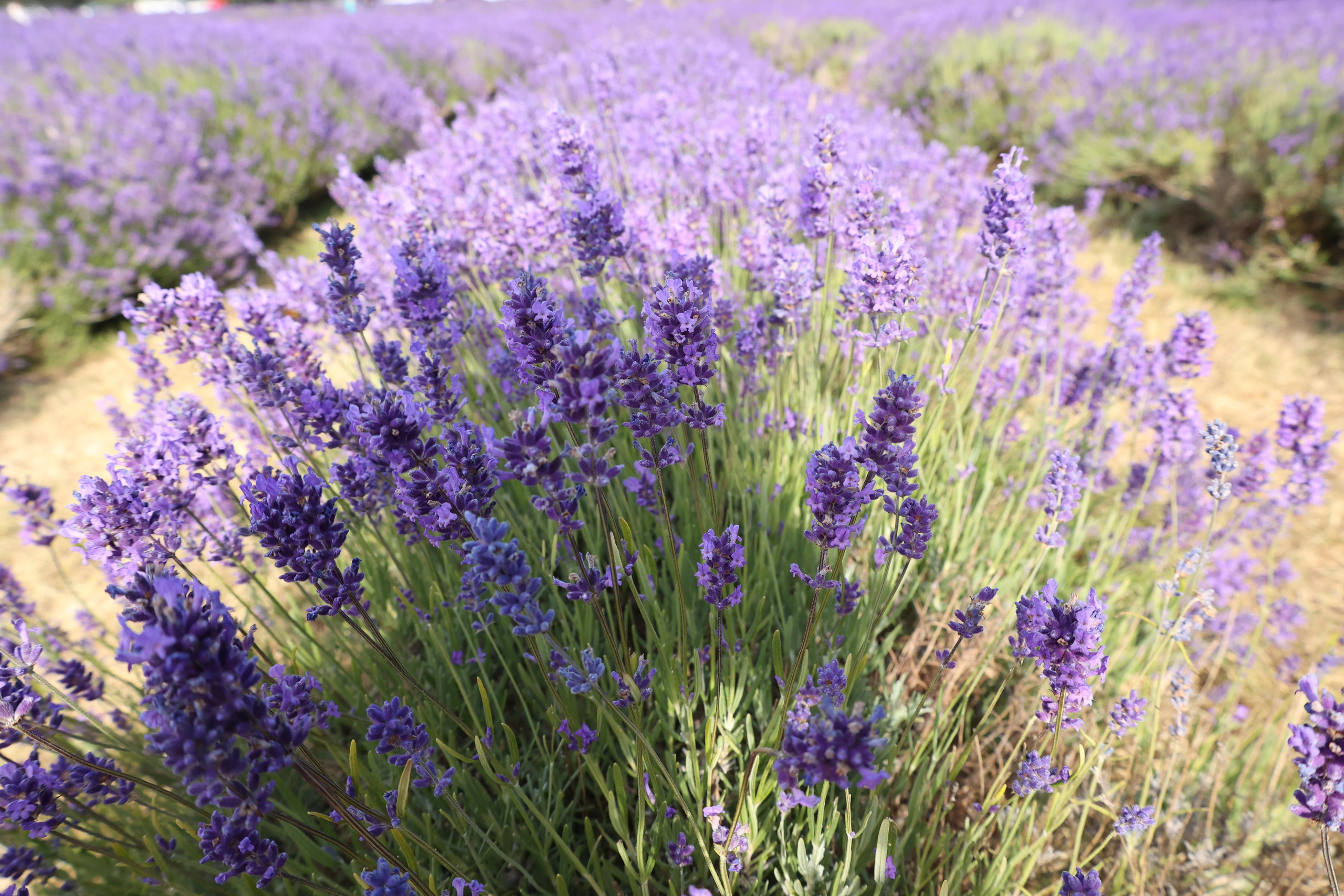 Izzy and Andrei in Lavender. Couples and portraits photographer Wimbledon London