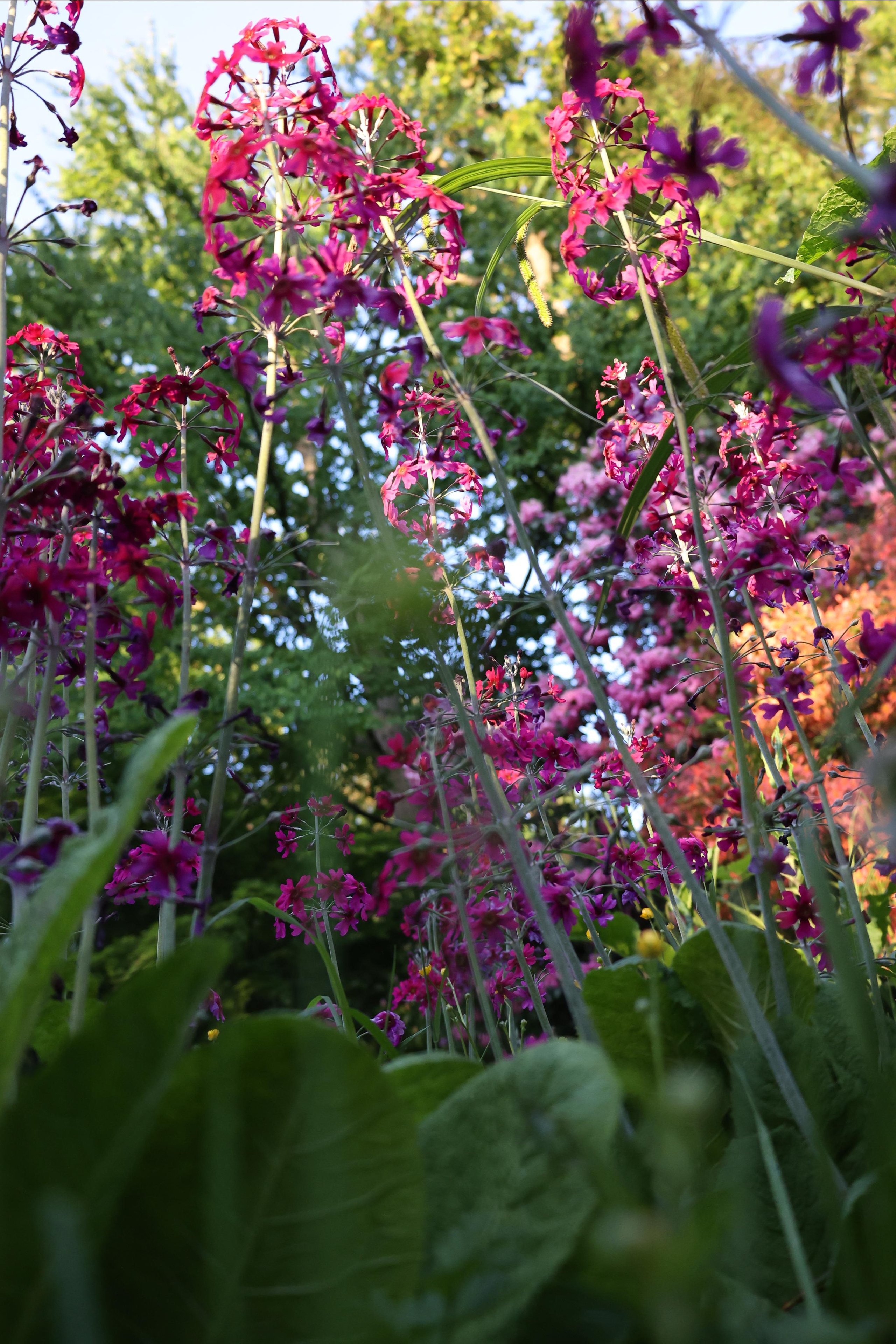 Svetlana. Couples and portraits photographer Wimbledon London