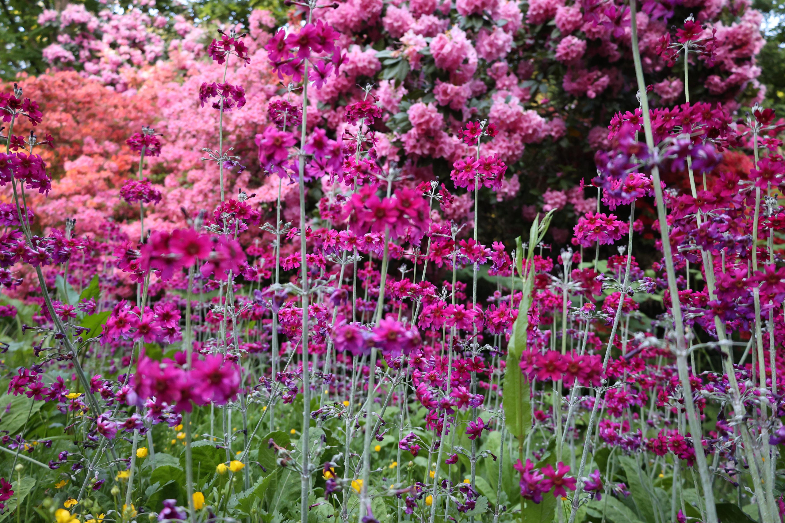 Svetlana. Couples and portraits photographer Wimbledon London