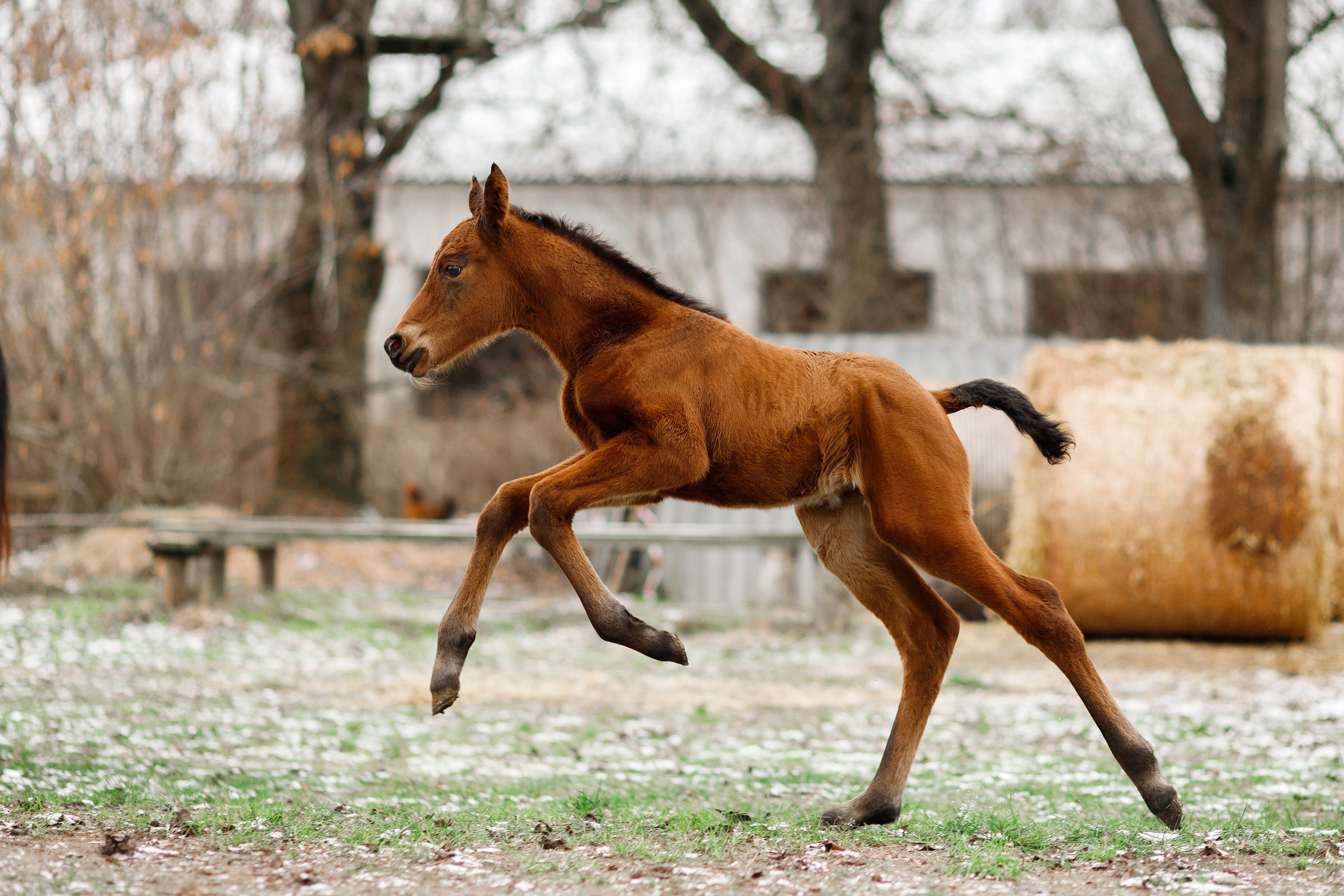 Winter stable. Kaja | fotograf psów we Wrocławiu