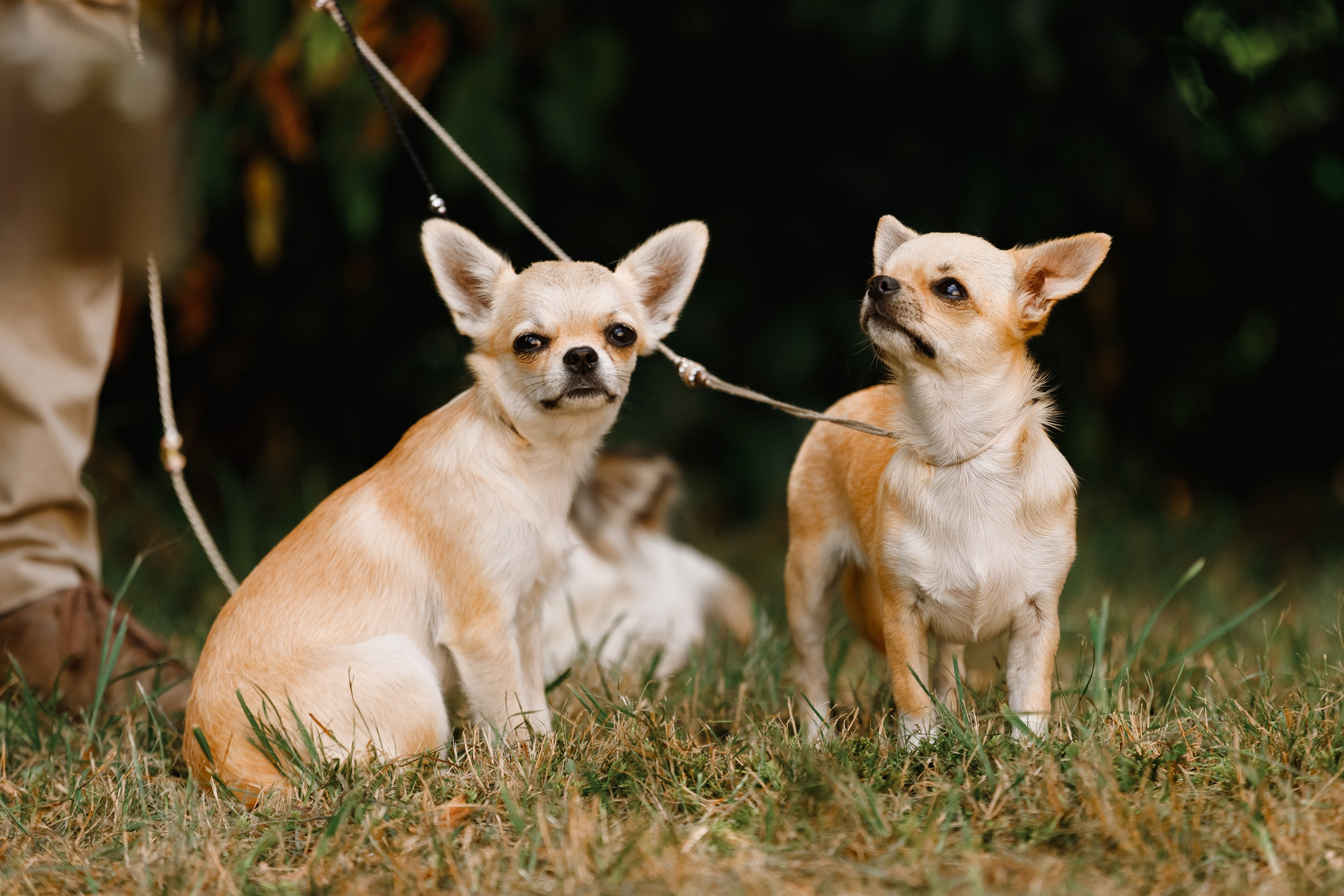 «Argus» dog show in Brest. Kaja | fotograf we Wrocławiu | ludzie i psy