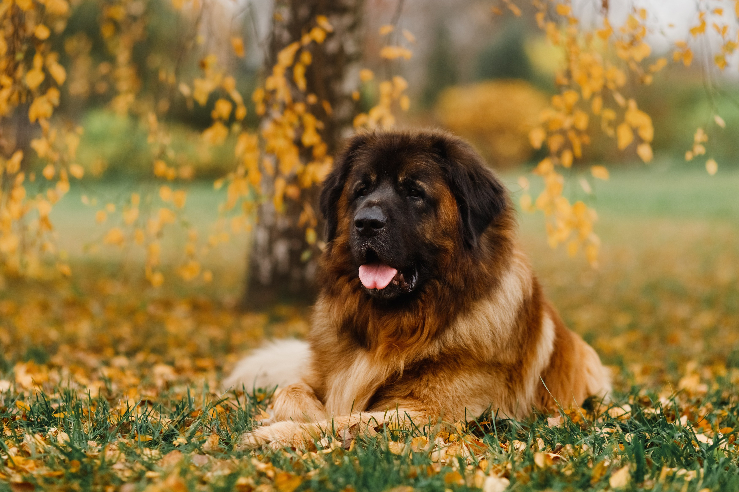 Leonbergers. Kaja | fotograf we Wrocławiu | ludzie i psy