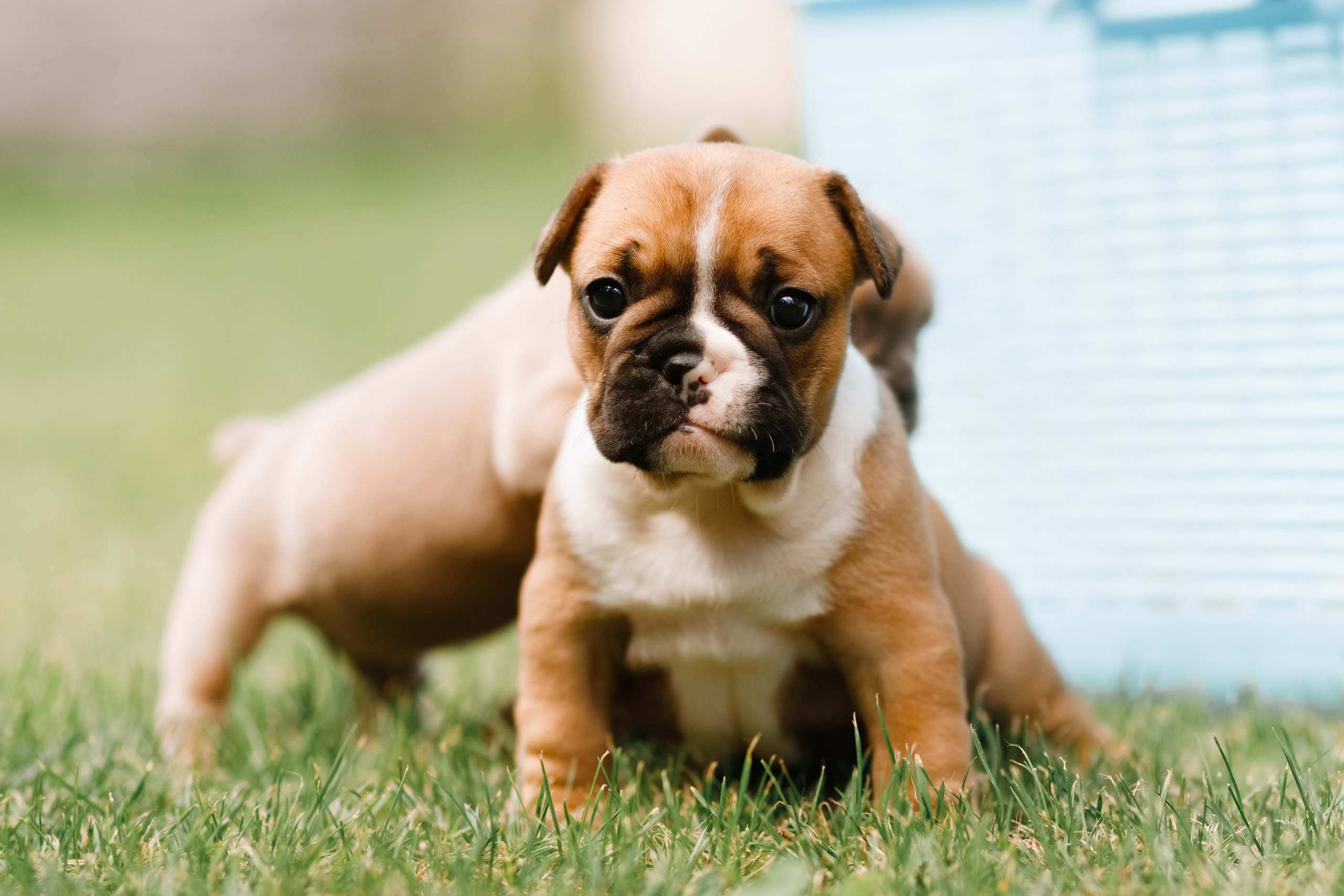 French bulldog puppies. Kaja | fotograf we Wrocławiu | ludzie i psy