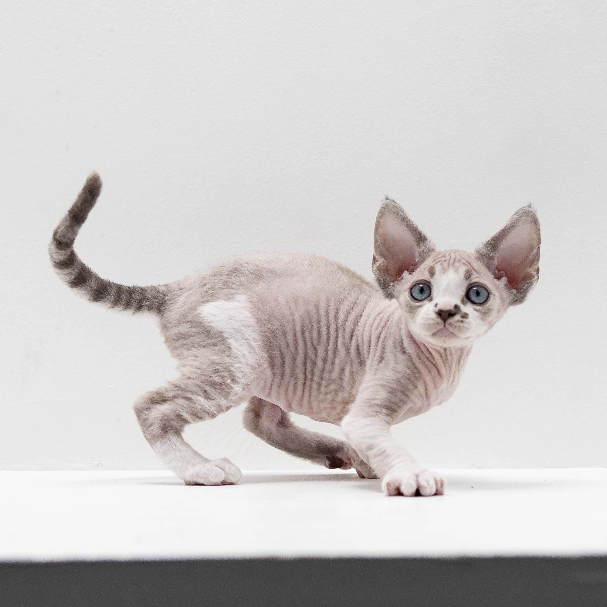 Frank, boy, born on 01.01.25. Devon Rex Pixie Cattery