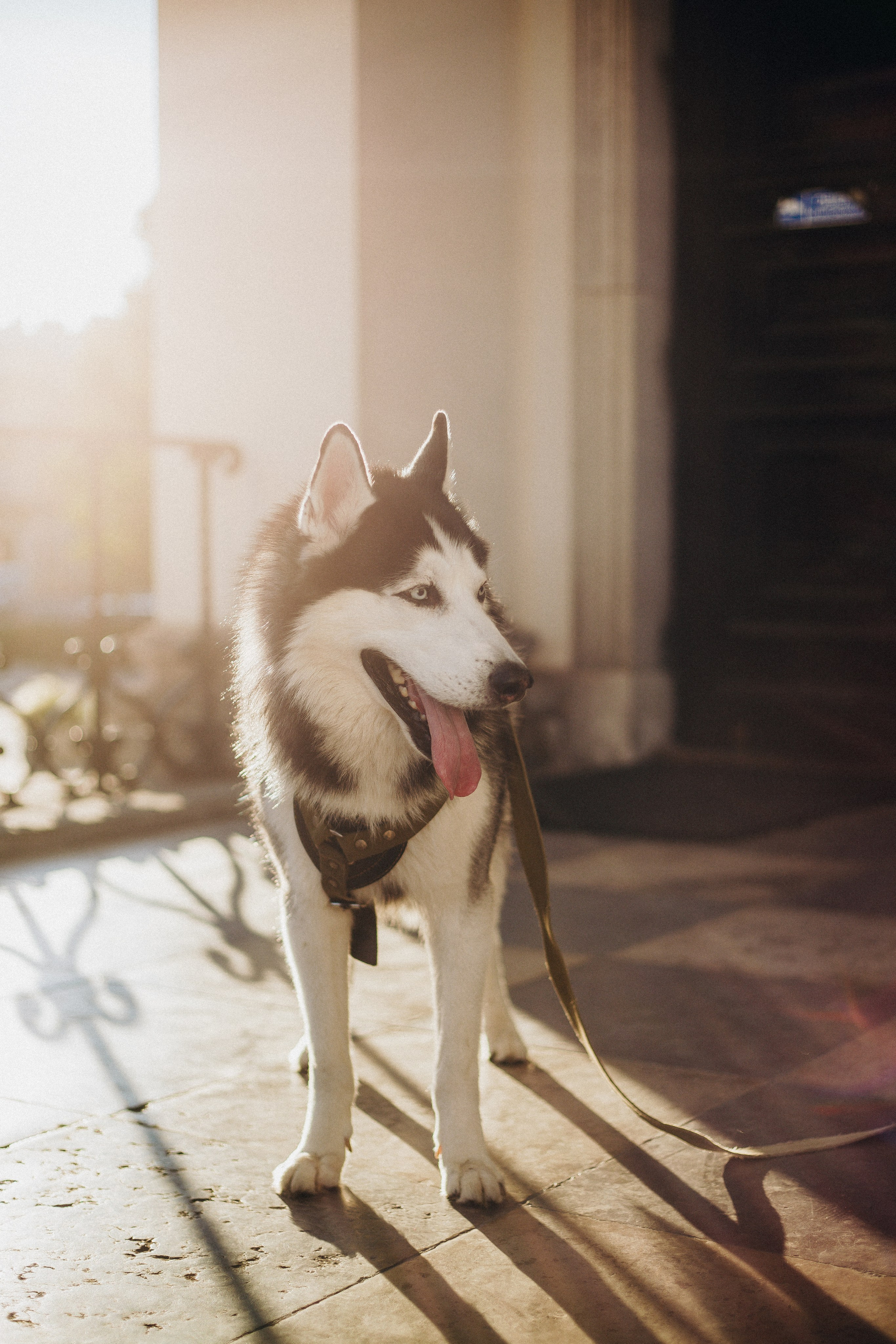 Aliona & Zeus. Photographer in Los Angeles. Julia Ishmuratova