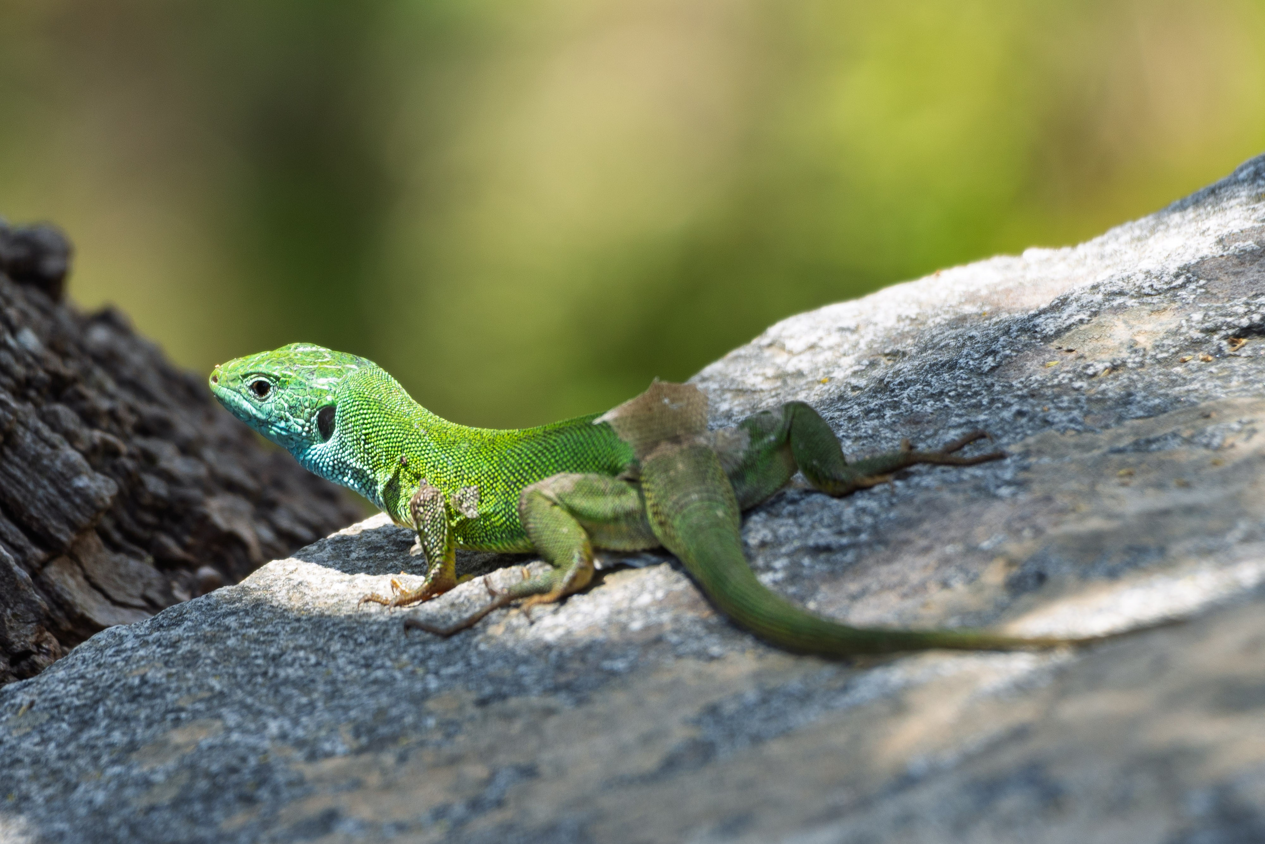 Thasos 2025. Fotografiideplacere.net