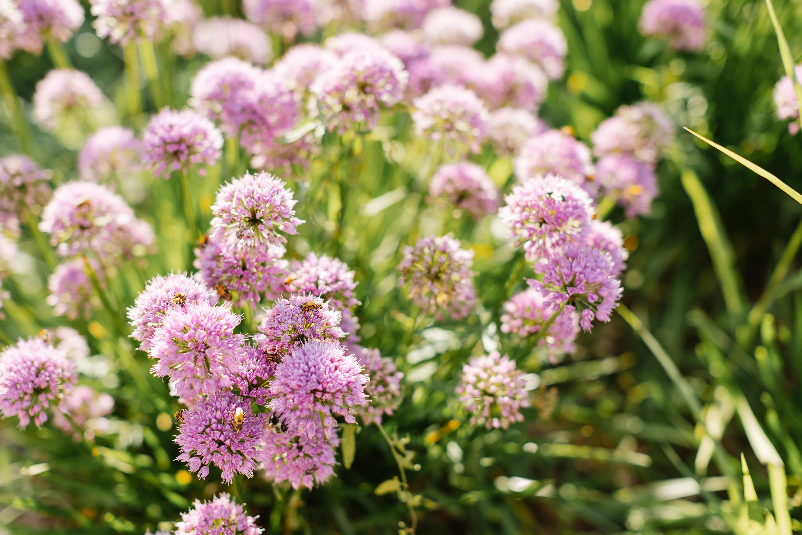 08.21.25 Family Photoshoot. Wedding family event photographer in Chicago Nick Yushevich