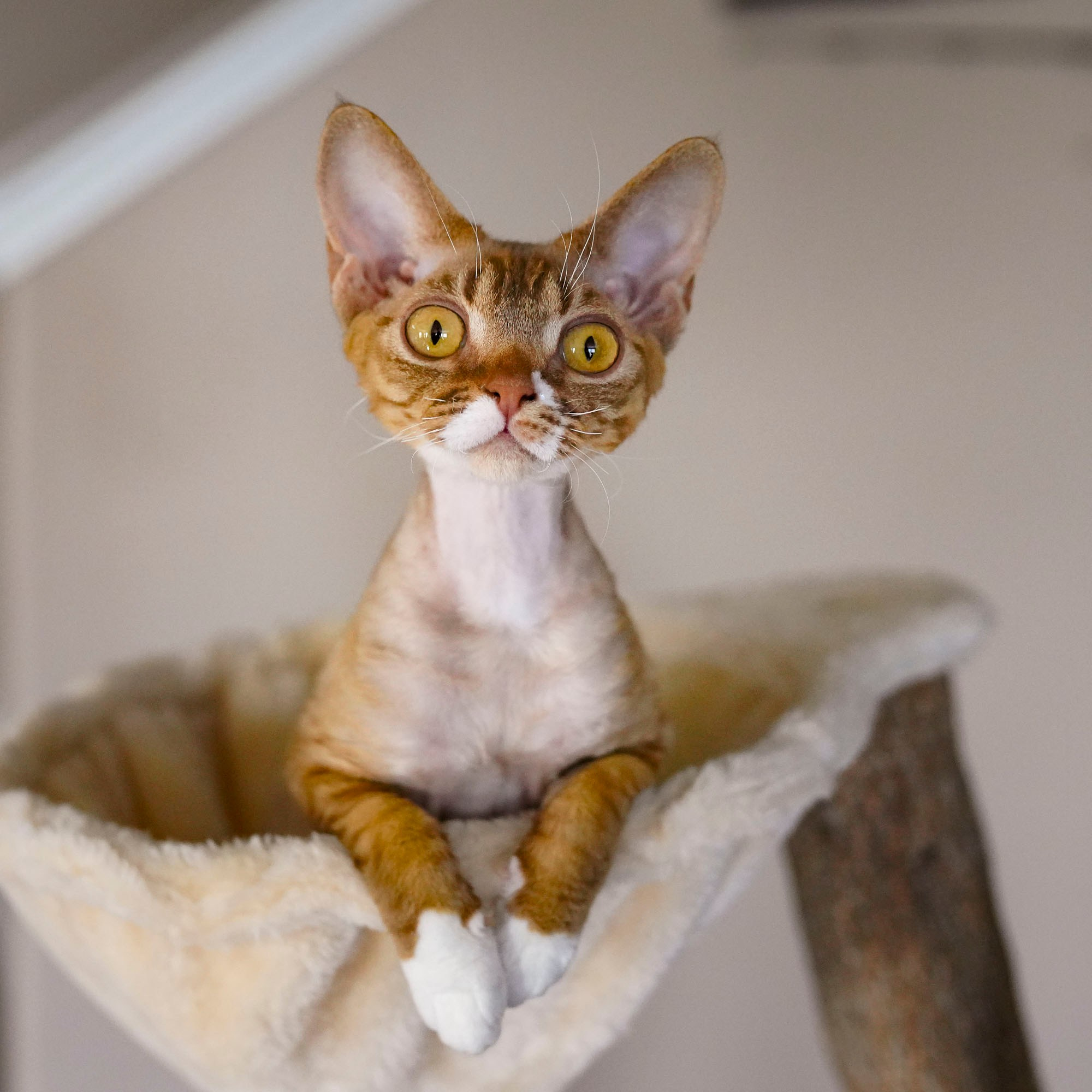 Yasia. Devon Rex Pixie Cattery