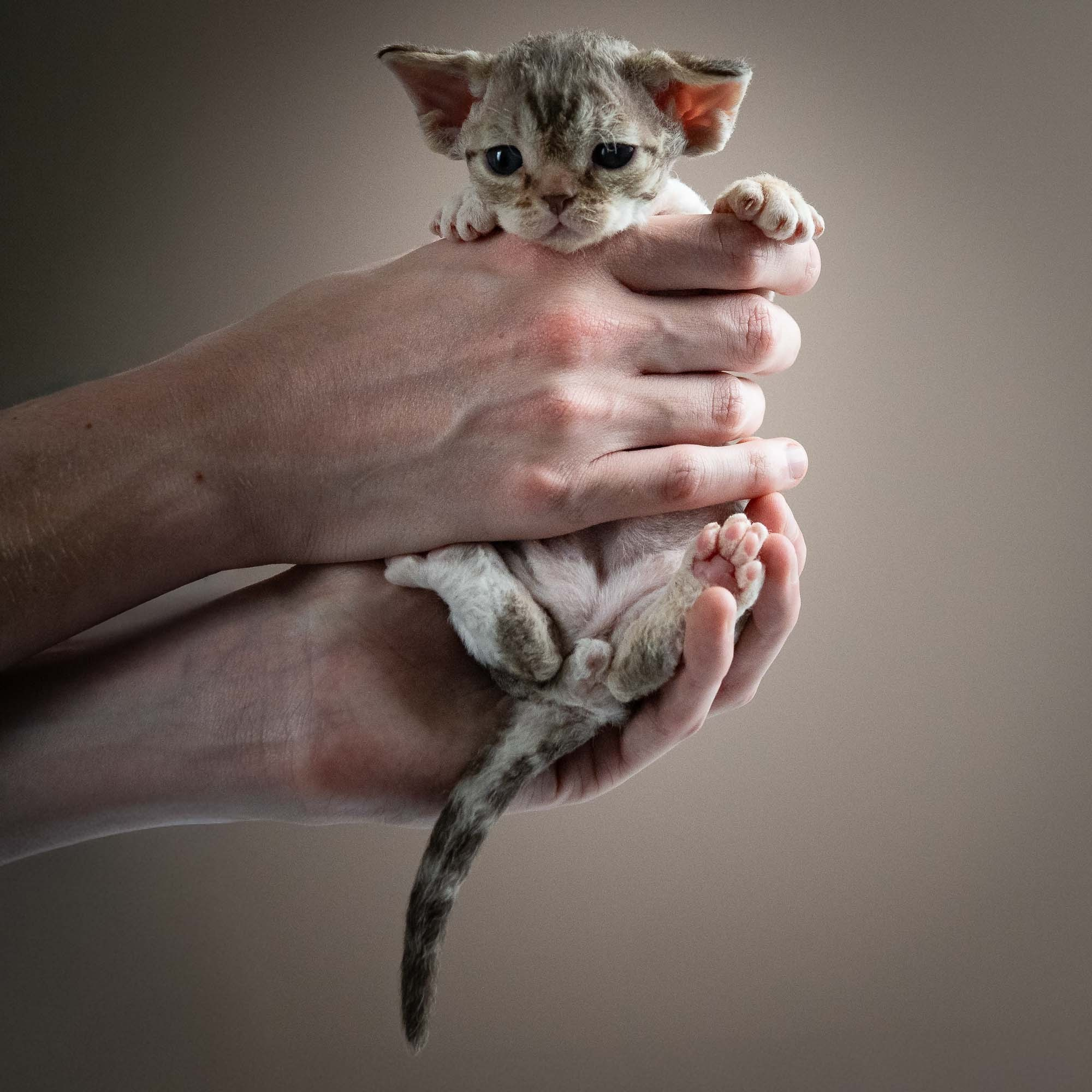 Simon, boy, born 05.15.26. Devon Rex Pixie Cattery