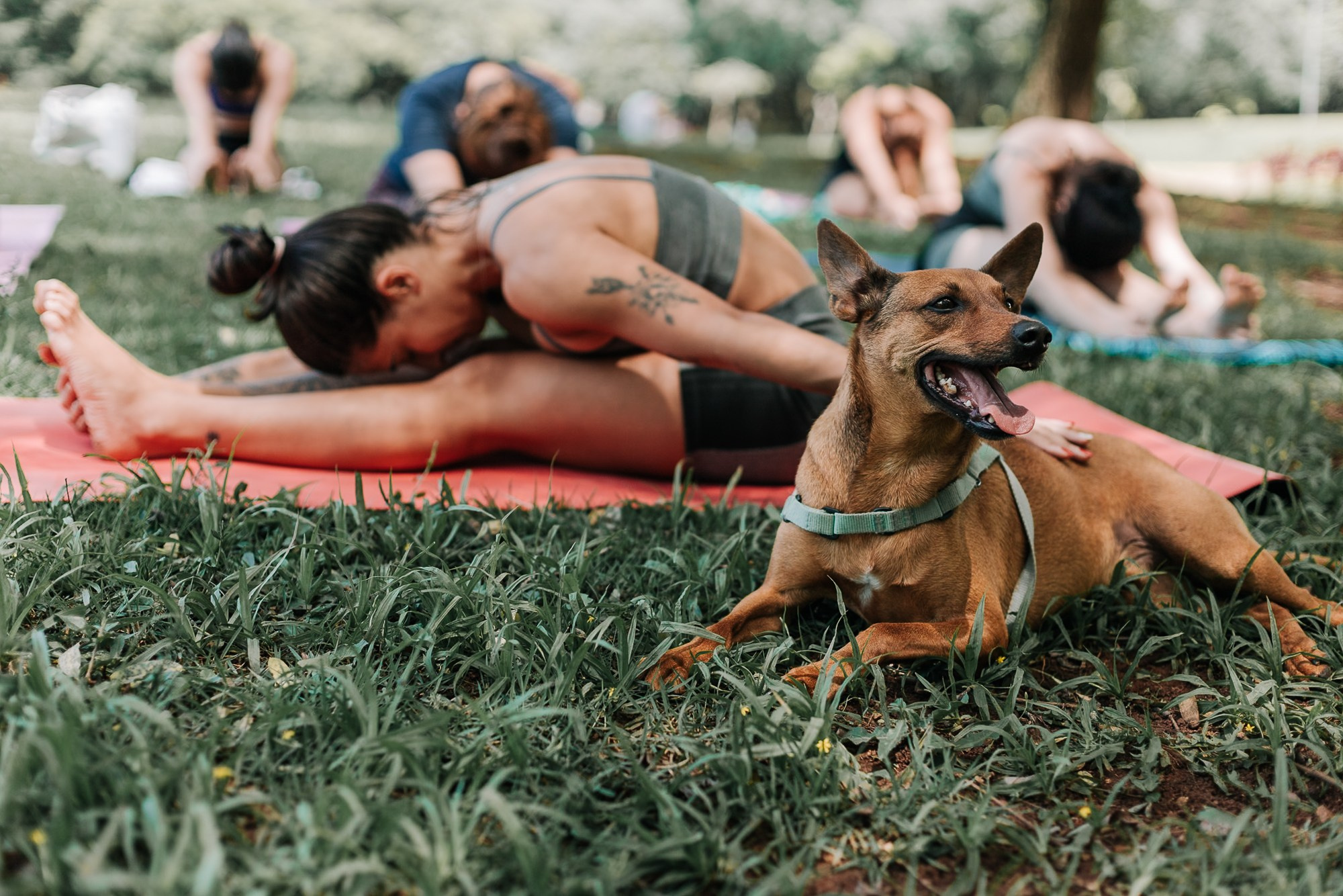 Yoga no Parque da Juventude. Mareh Audiovisual