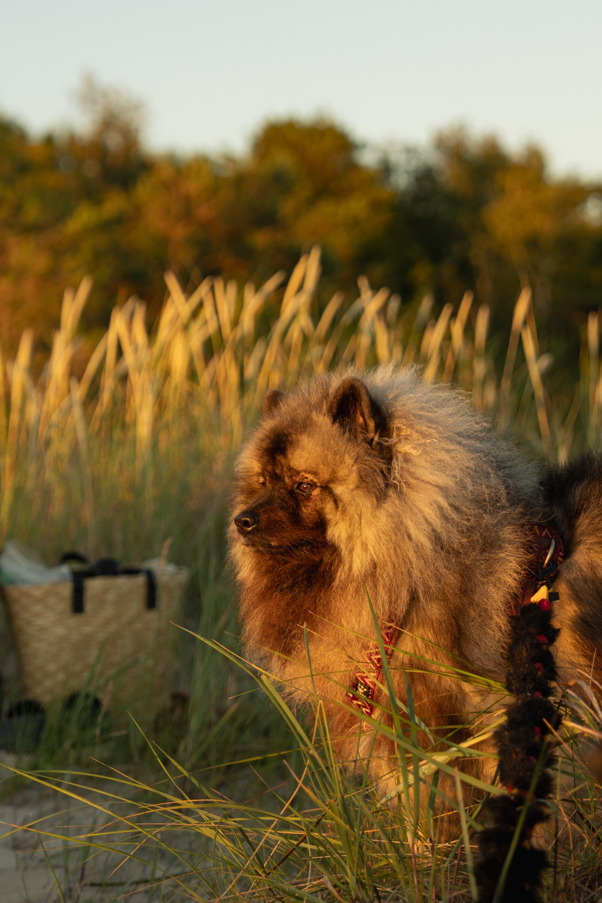 Rūta, Mindaugas, Yuma ir Meila. Vita Klimaševska ○ Fluffy Soulmate Photography