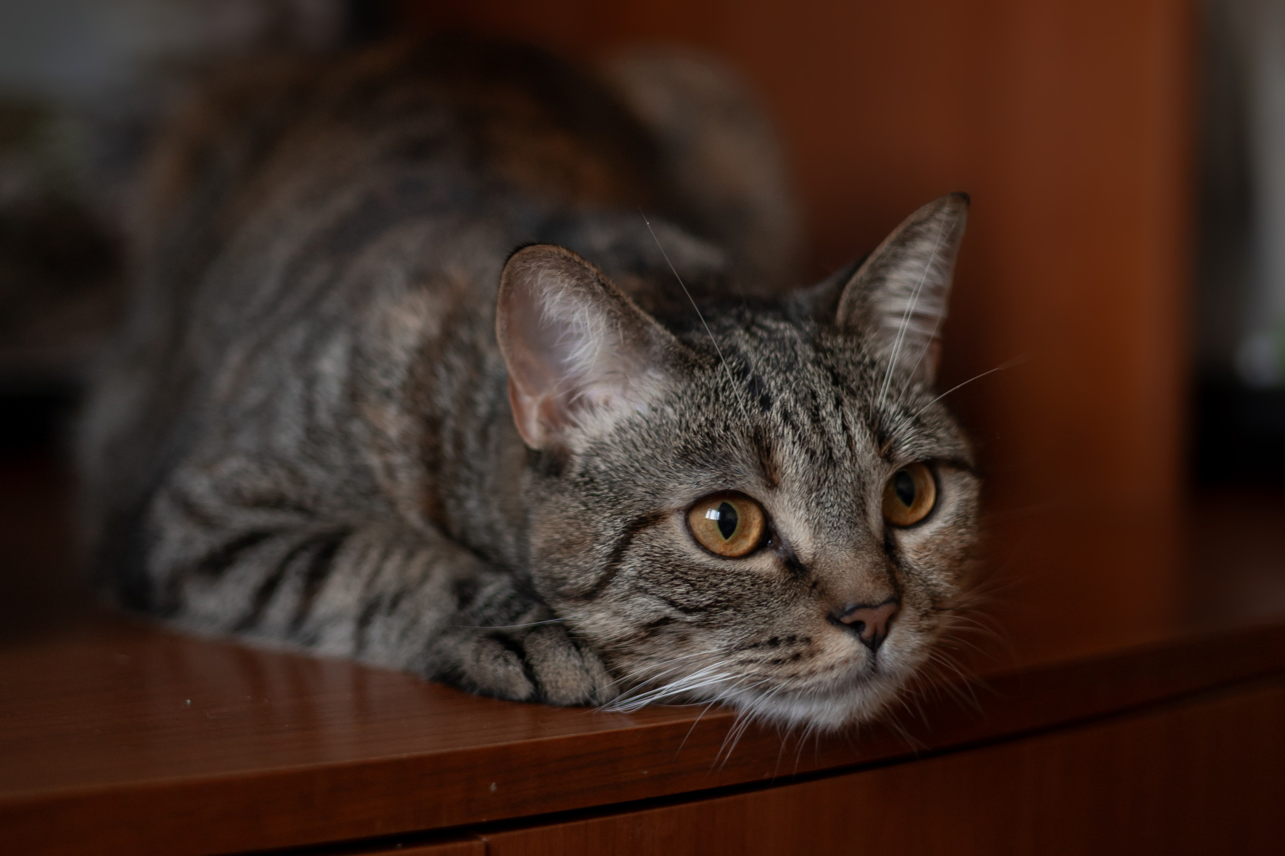 Настя, Долька и котейки. Фотограф-анималист | Белград