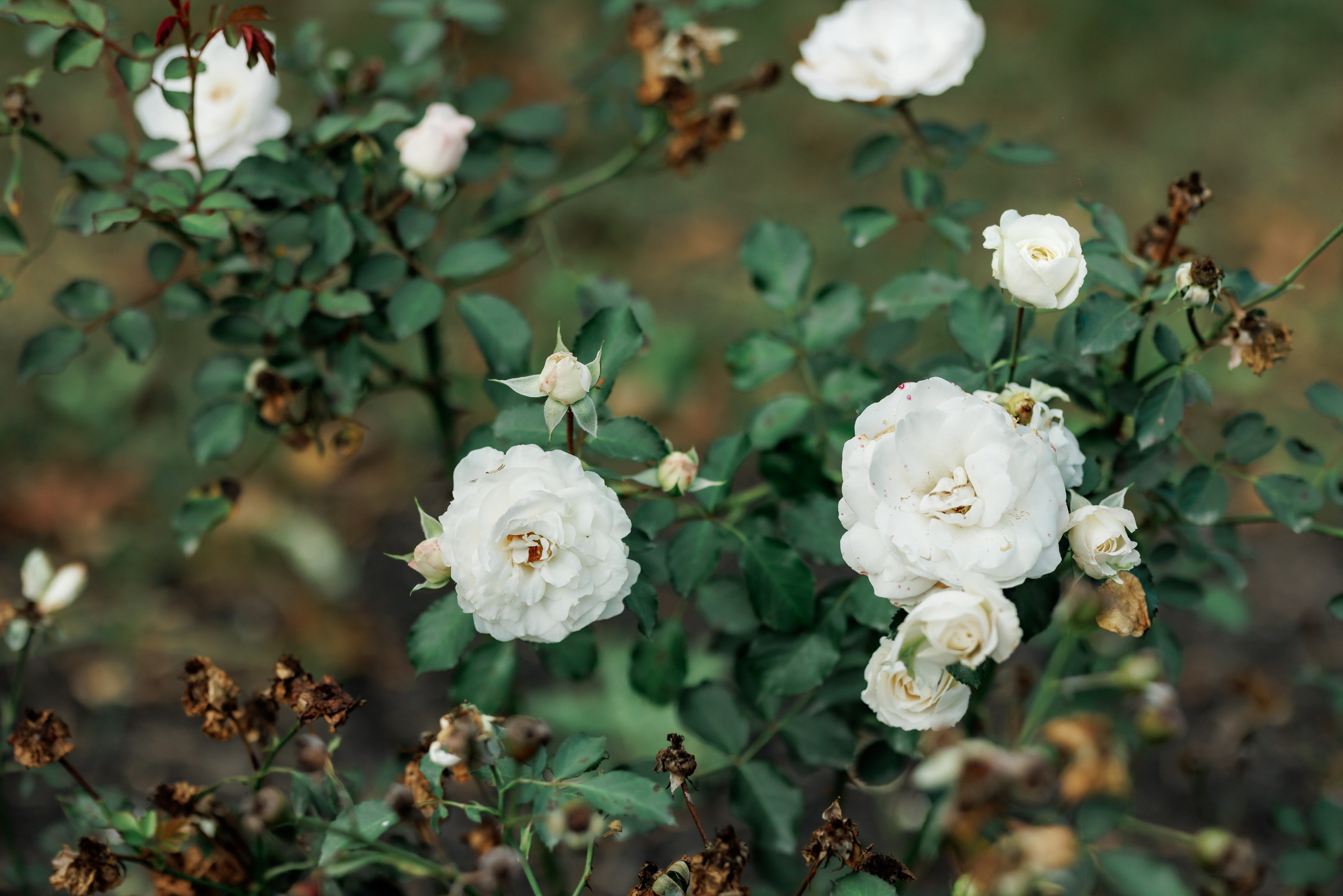 Ashley & Leshye, Falls Creek Farm Equestrian, NY. Wedding Photo & Video