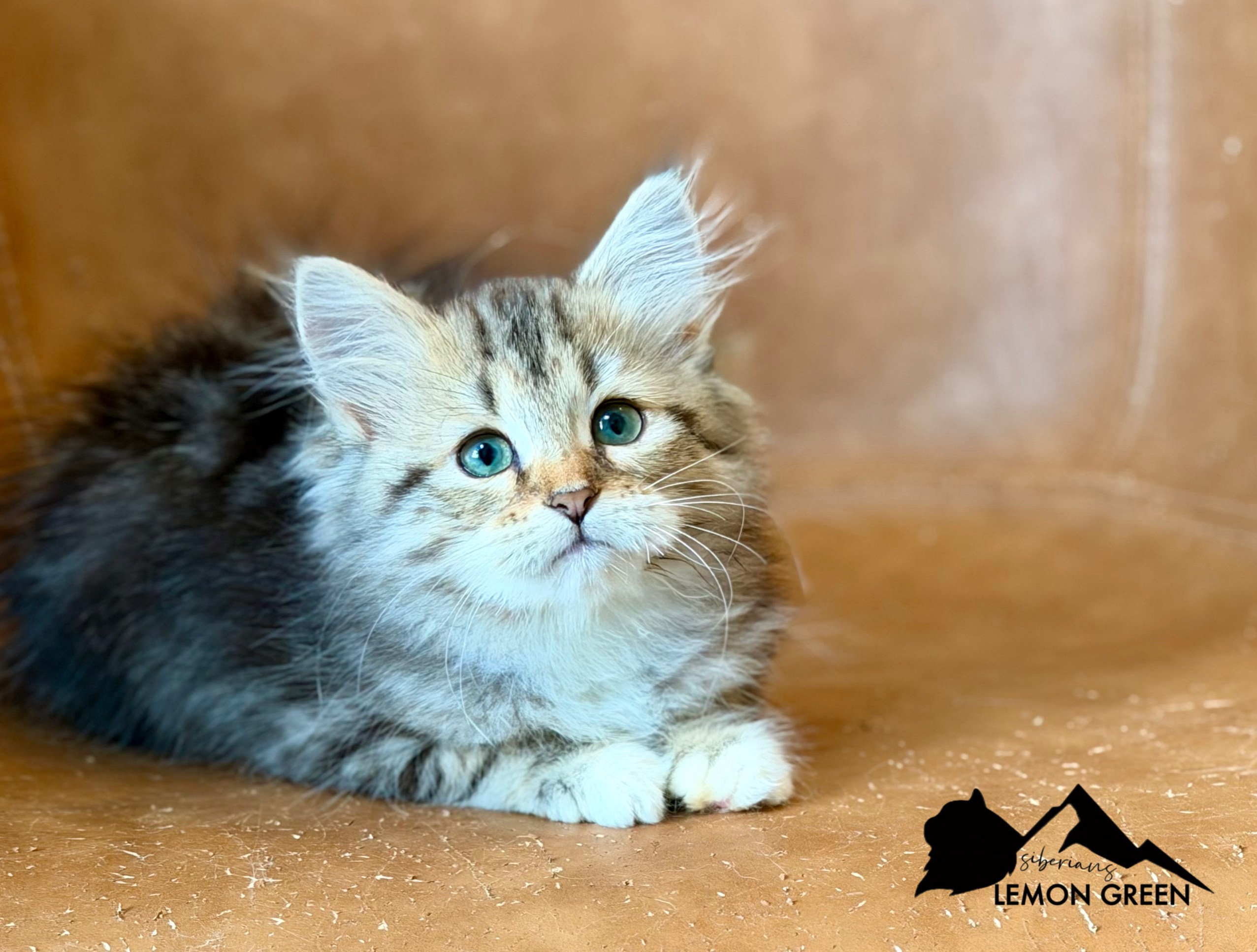 available - Danielle - Brown Classic Tabby & White Female