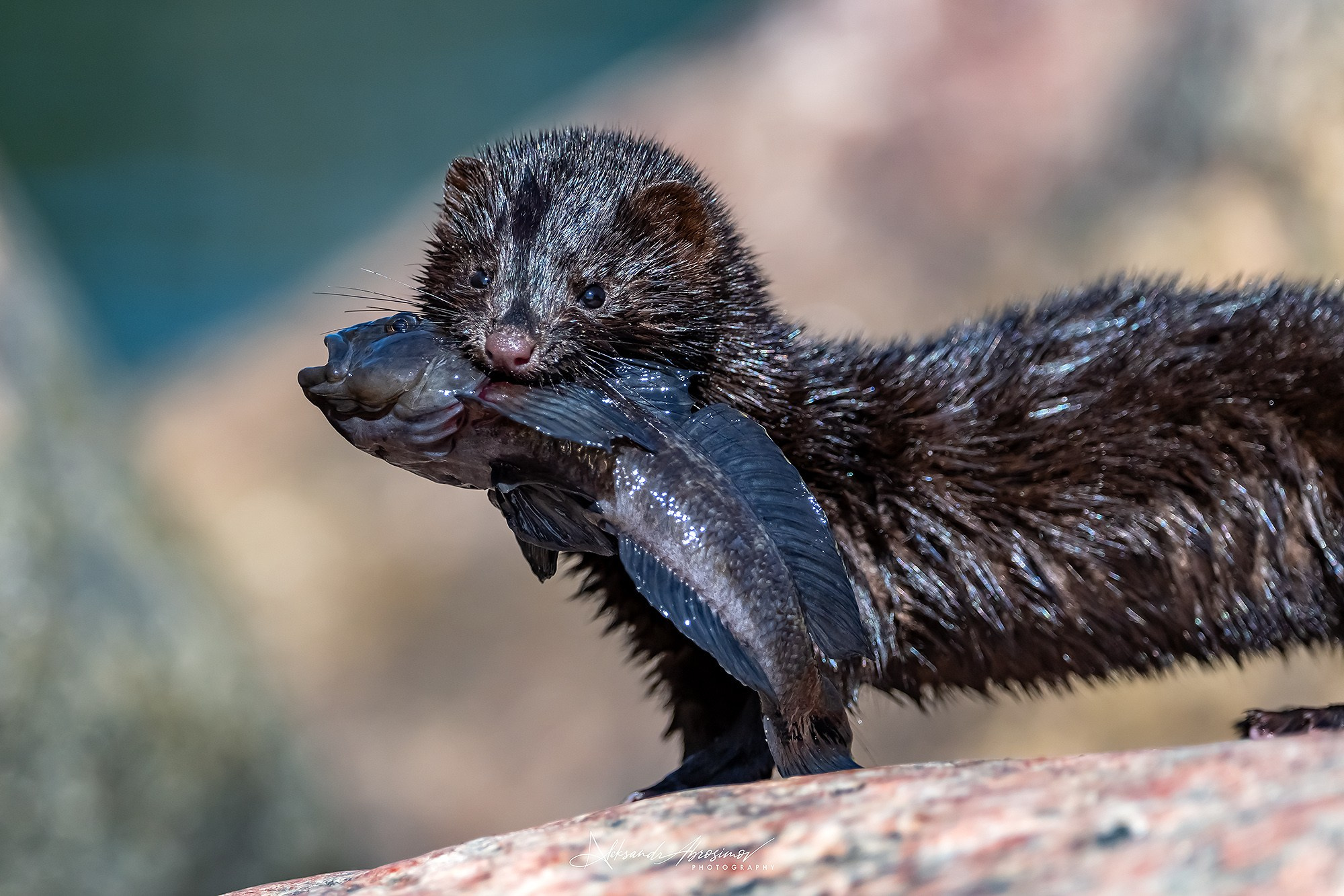 Wildlife. Дикая жизнь. Metsloomad. Aleksandr Abrosimov Photography
