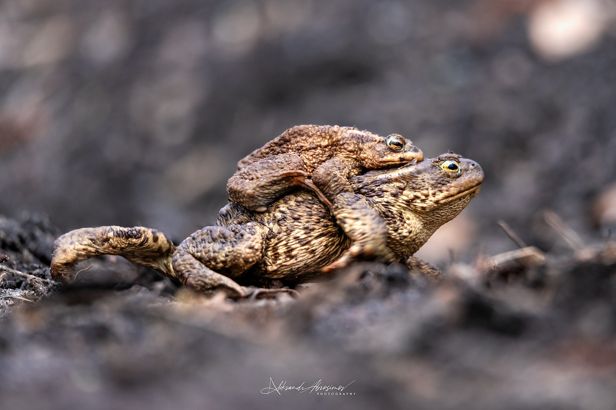 Wildlife. Дикая жизнь. Metsloomad. Aleksandr Abrosimov Photography