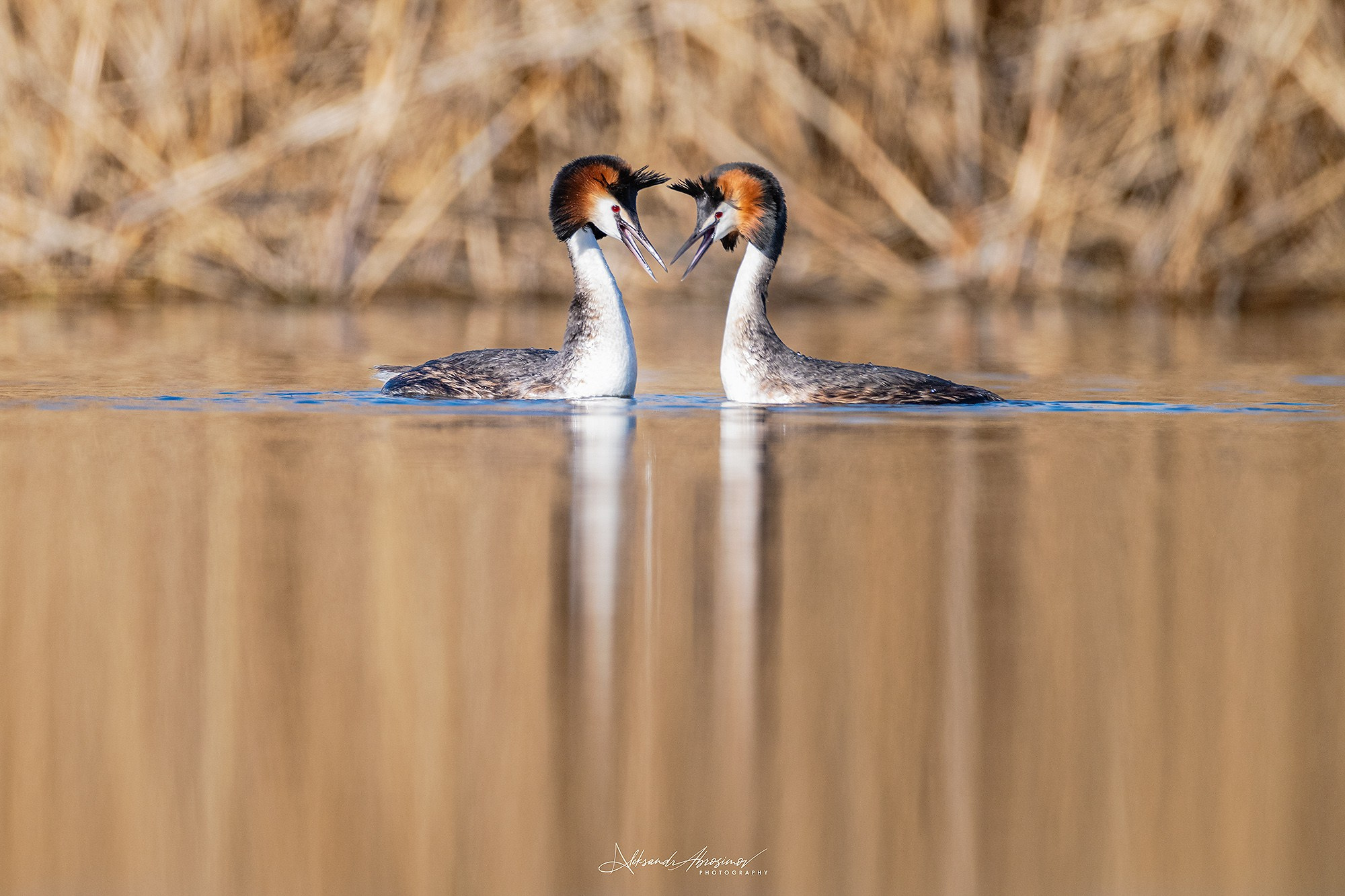 Wildlife. Дикая жизнь. Metsloomad. Aleksandr Abrosimov Photography