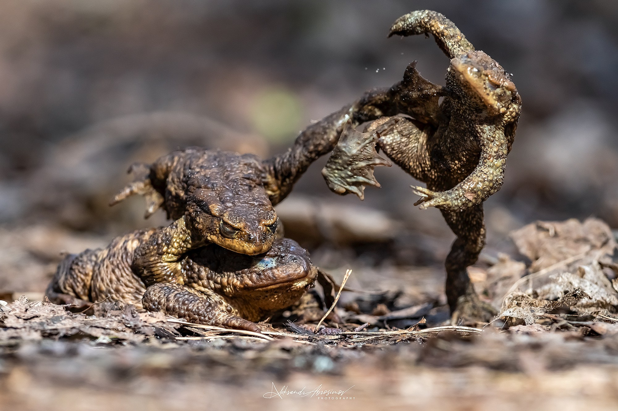 Wildlife. Дикая жизнь. Metsloomad. Aleksandr Abrosimov Photography