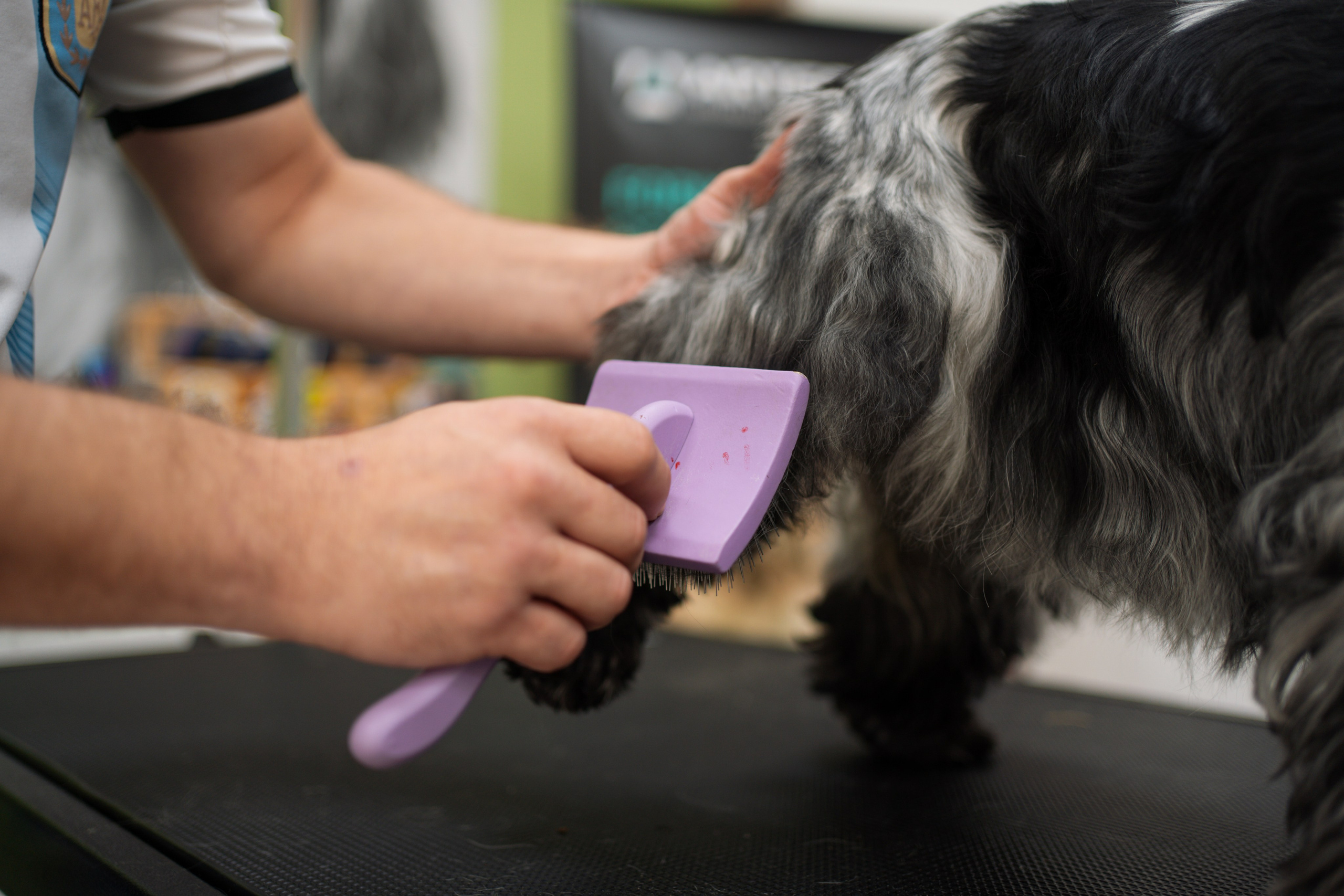 PetGroom Timisoara. Cozac Cristian Photographer
