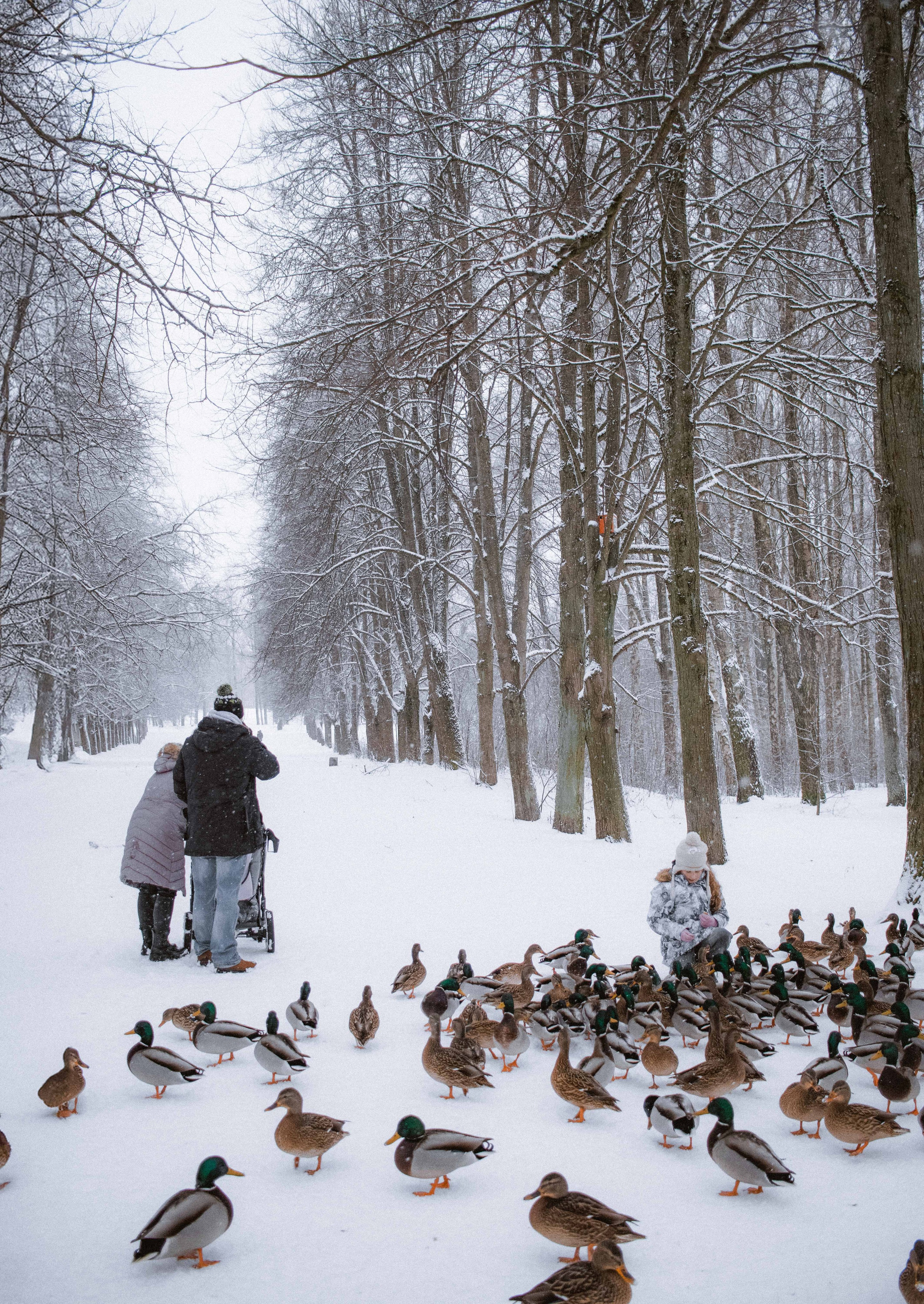 Jauki Kalėdinė fotosesija Vilniuje: studijoje, namų šilumoje, gamtoje ar mieste. Framed by Evelina | Vestuvių fotografė
