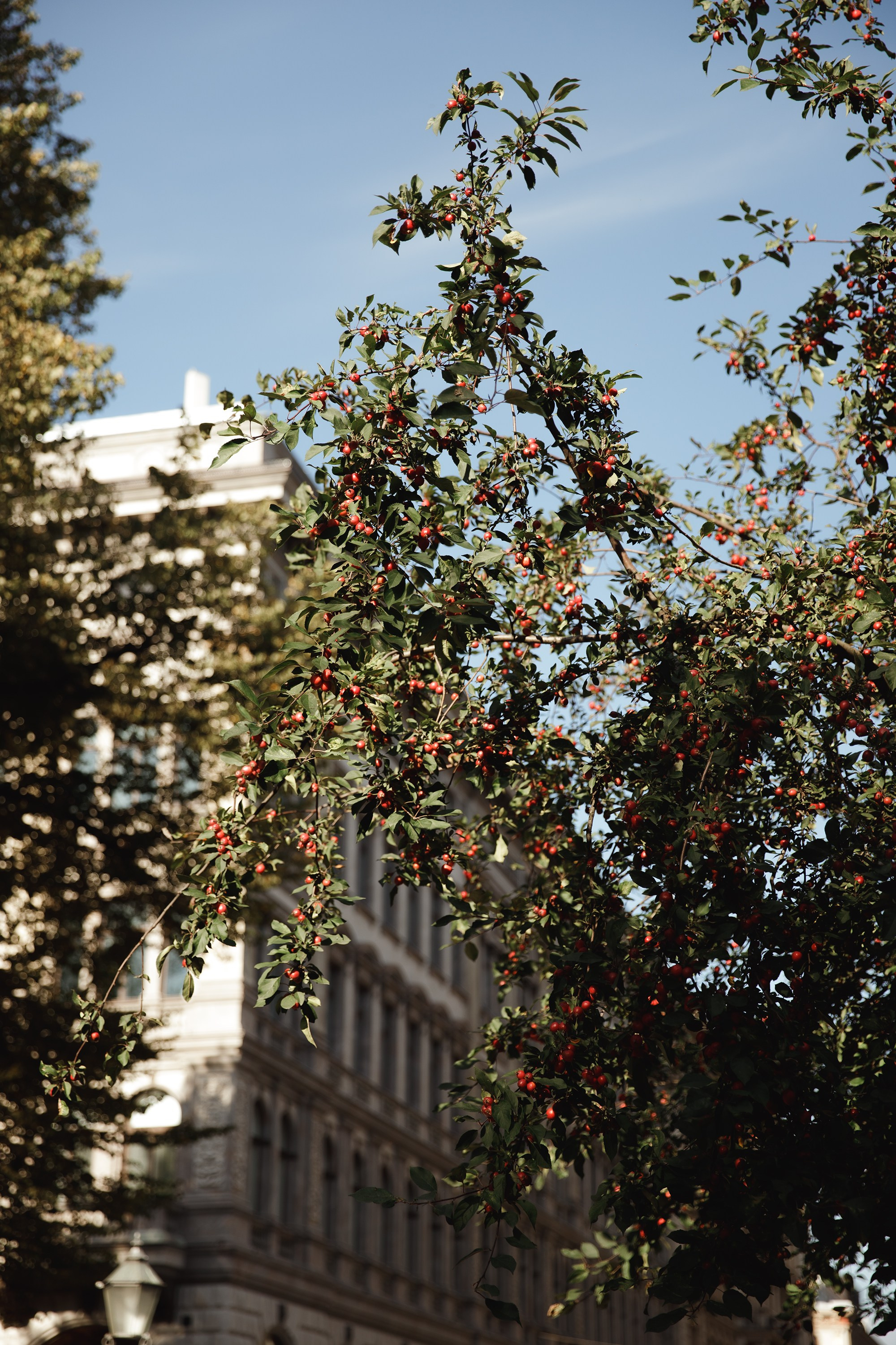 Helsinki. Kaja | fotograf psów we Wrocławiu