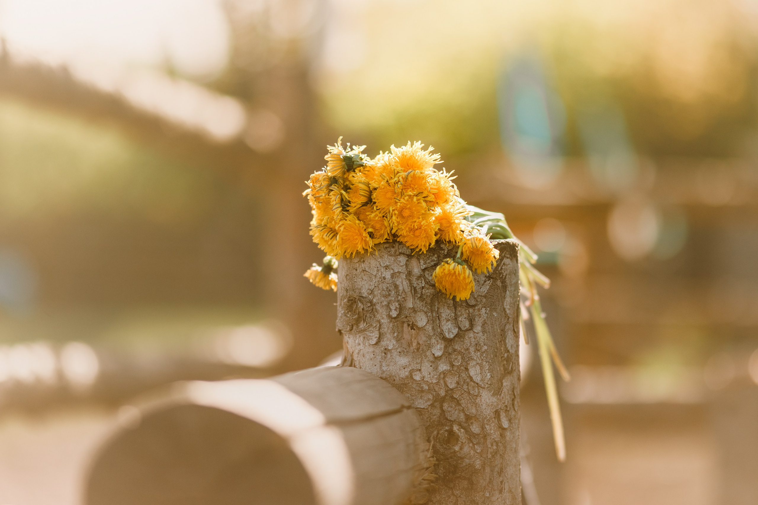 Girls & horses, summer. Kaja | fotograf psów we Wrocławiu