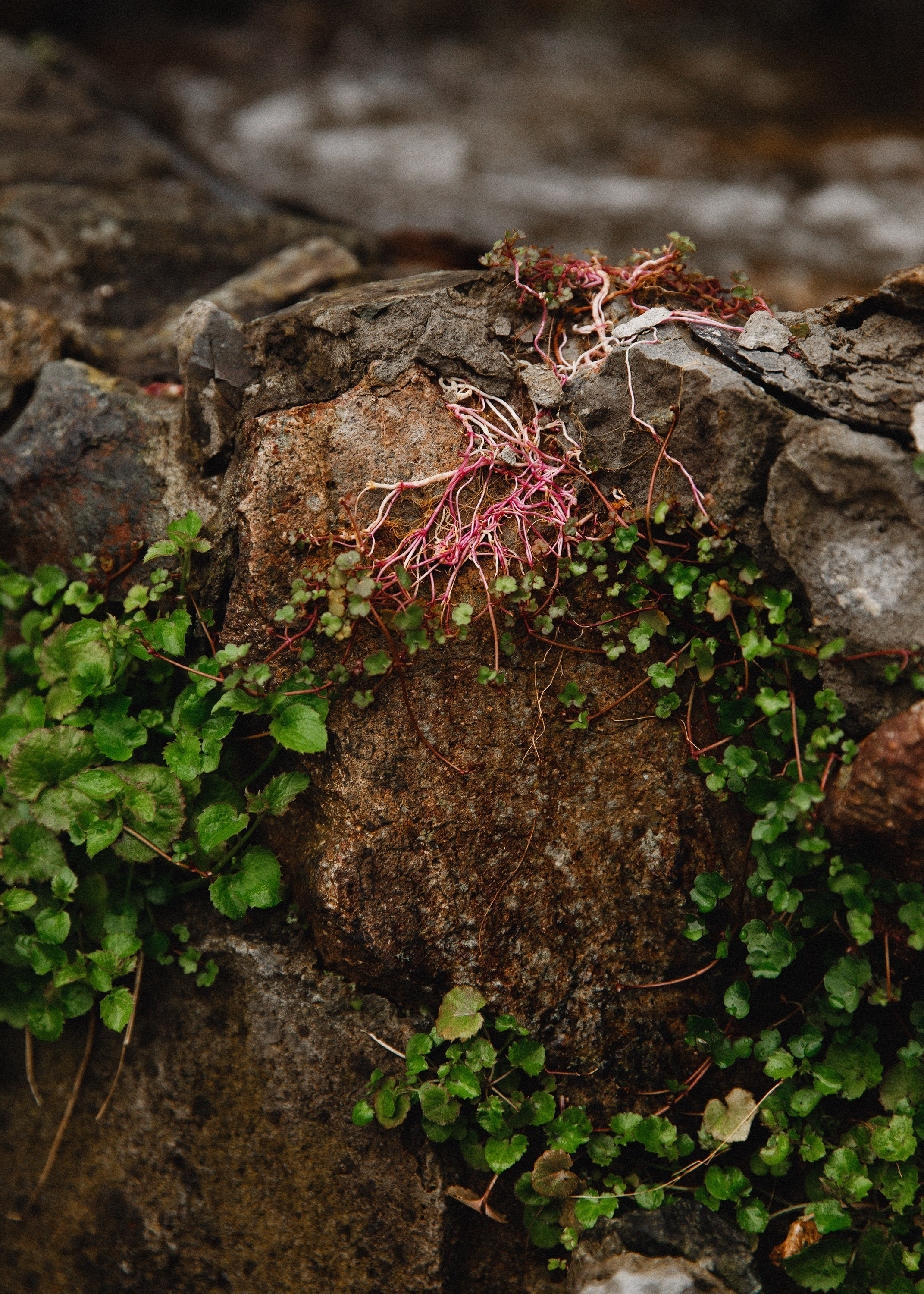 Botanical garden in Wroclaw. Kaja | fotograf we Wrocławiu | ludzie i psy