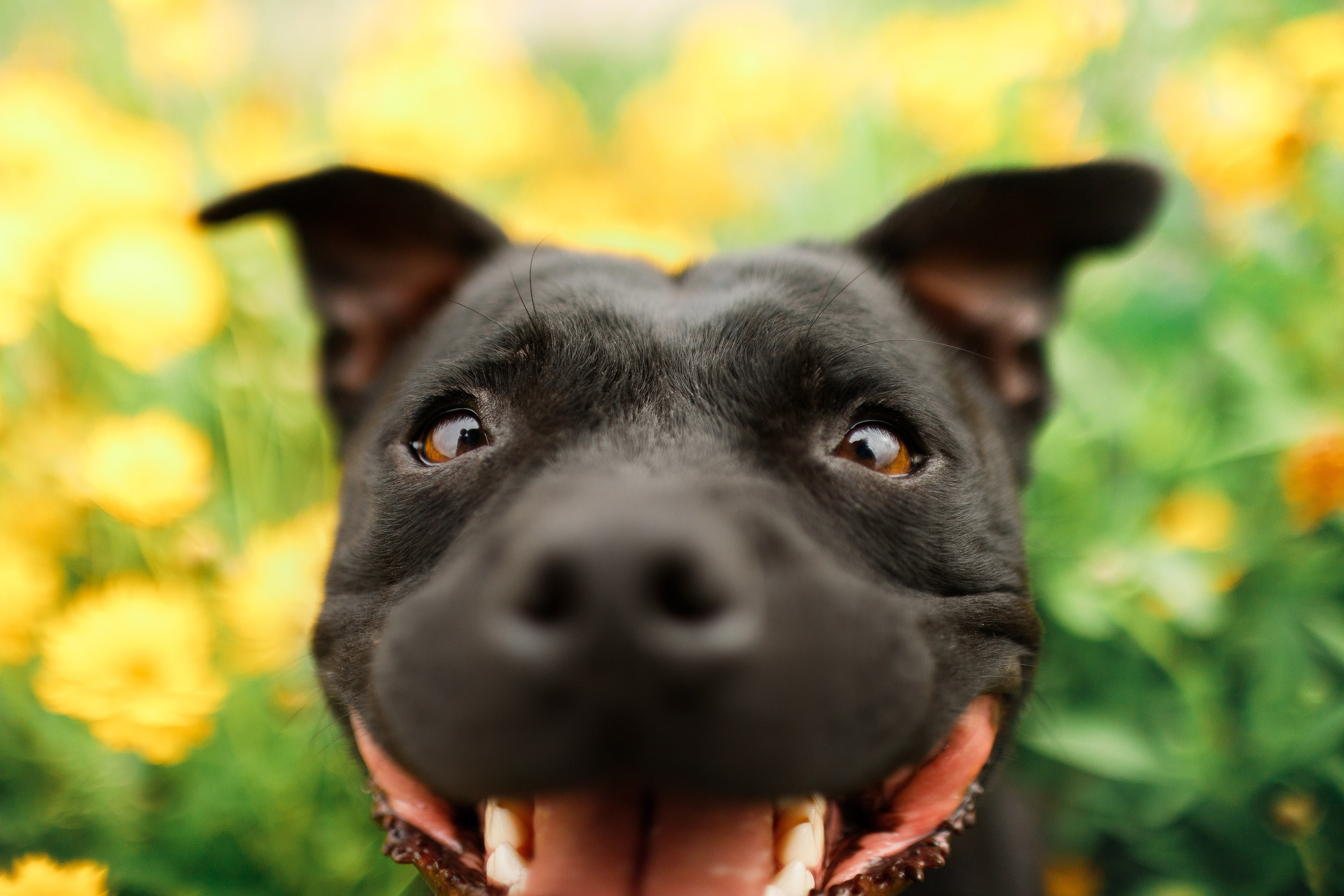 Staffy Yosia. Kaja | fotograf we Wrocławiu | ludzie i psy