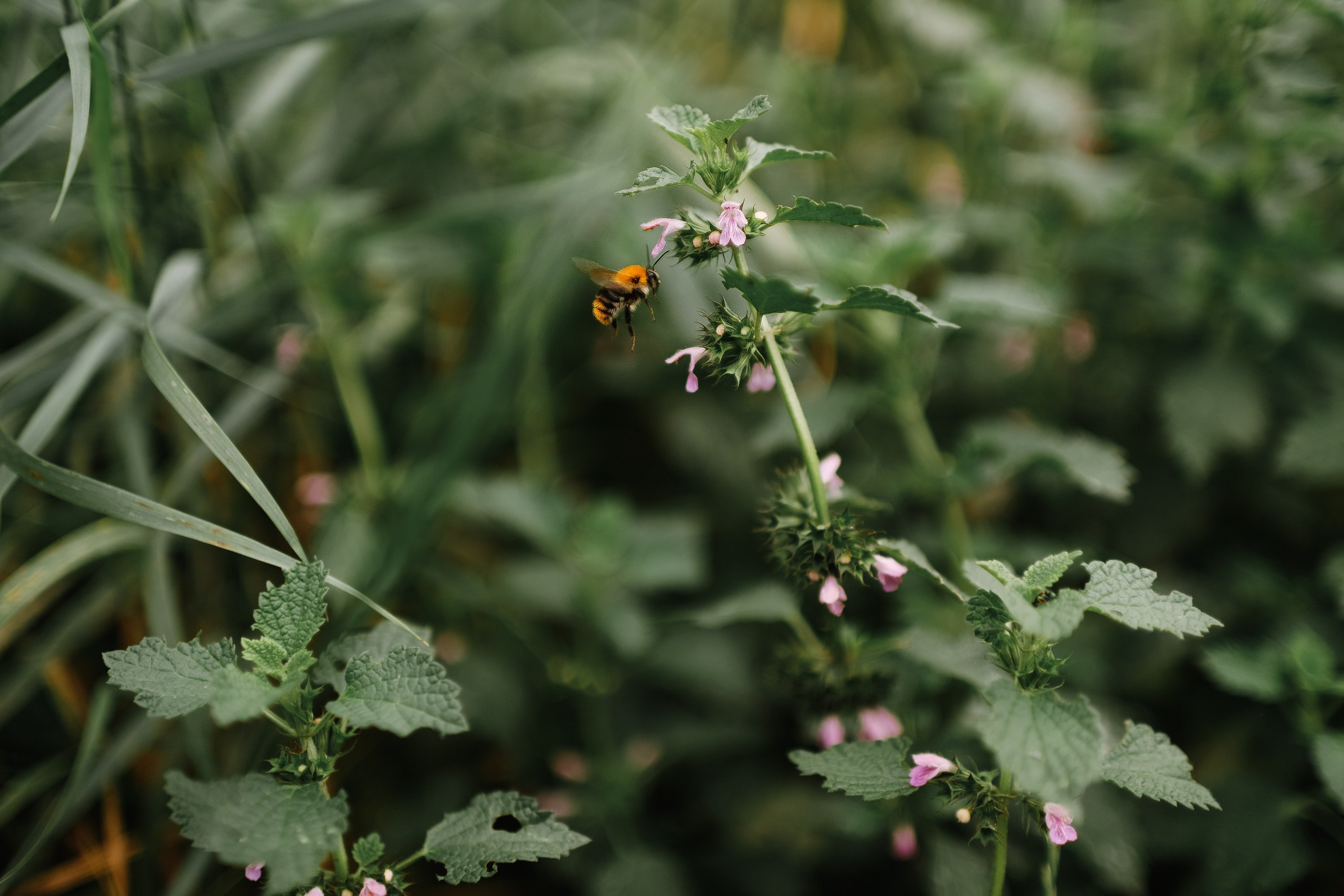 Grodno. Kaja | fotograf we Wrocławiu | ludzie i psy