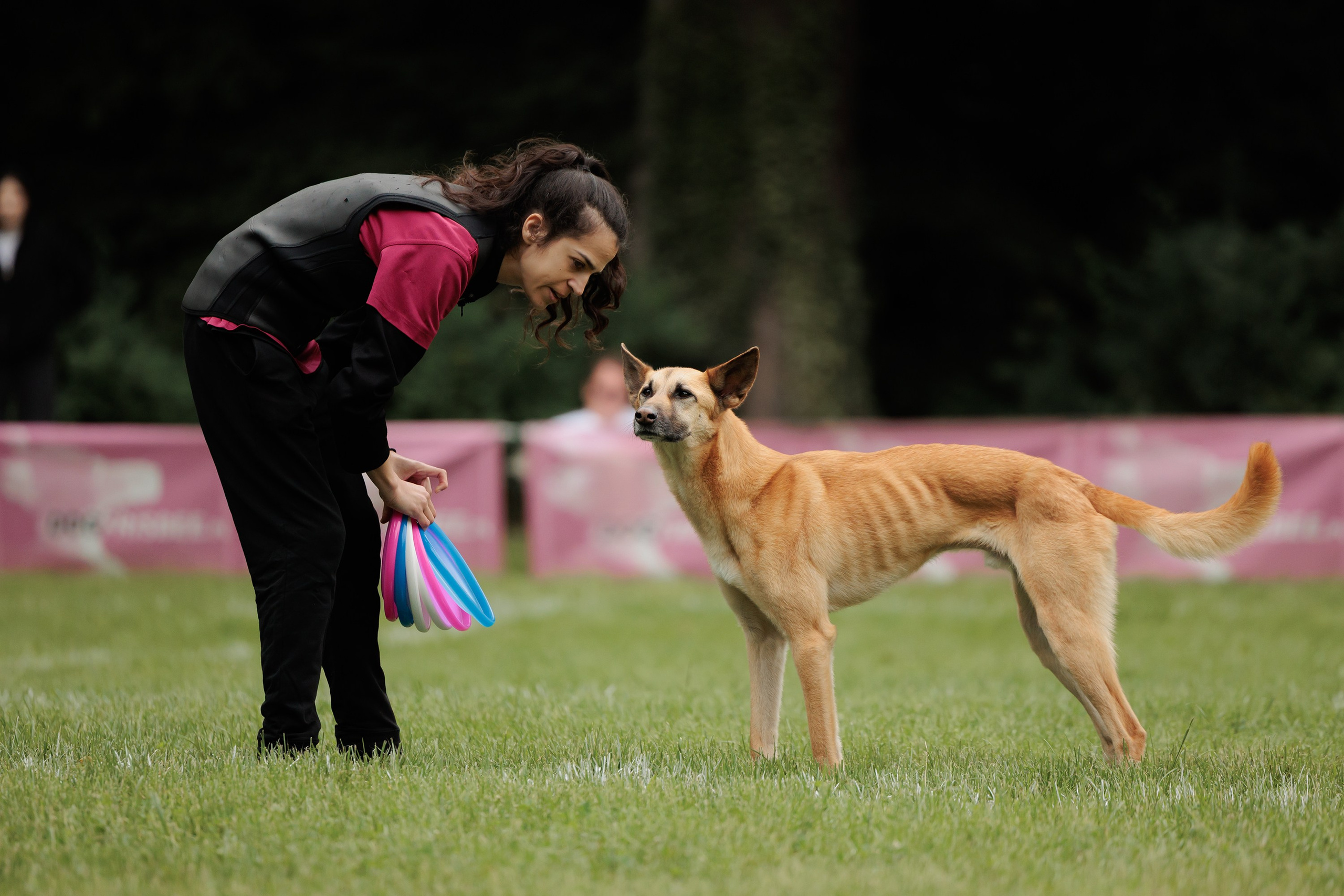 Latające psy, Wrocław'25. Kaja | fotograf psów we Wrocławiu