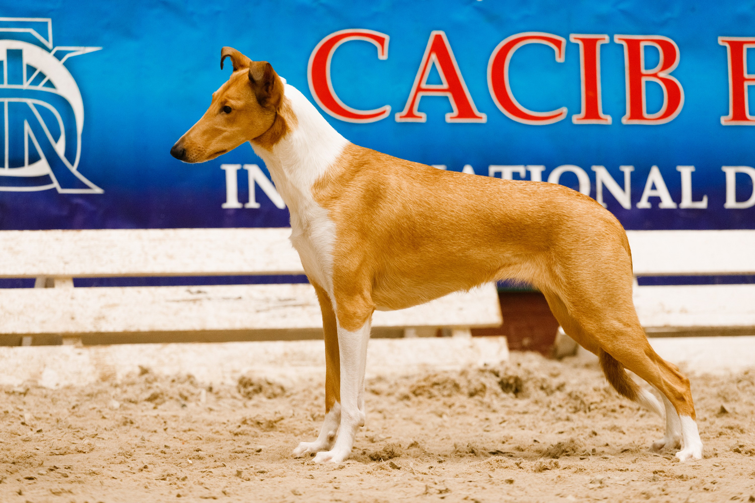 Dog shows | the best ones. Kaja | fotograf psów we Wrocławiu