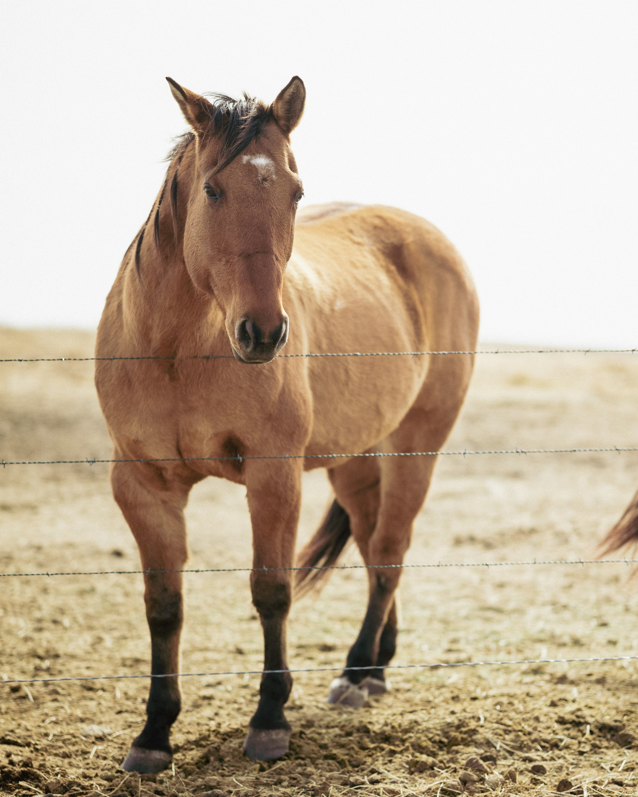 Farm animals. Victoria Lyubchenko — fine art photography in Bismarck, ND