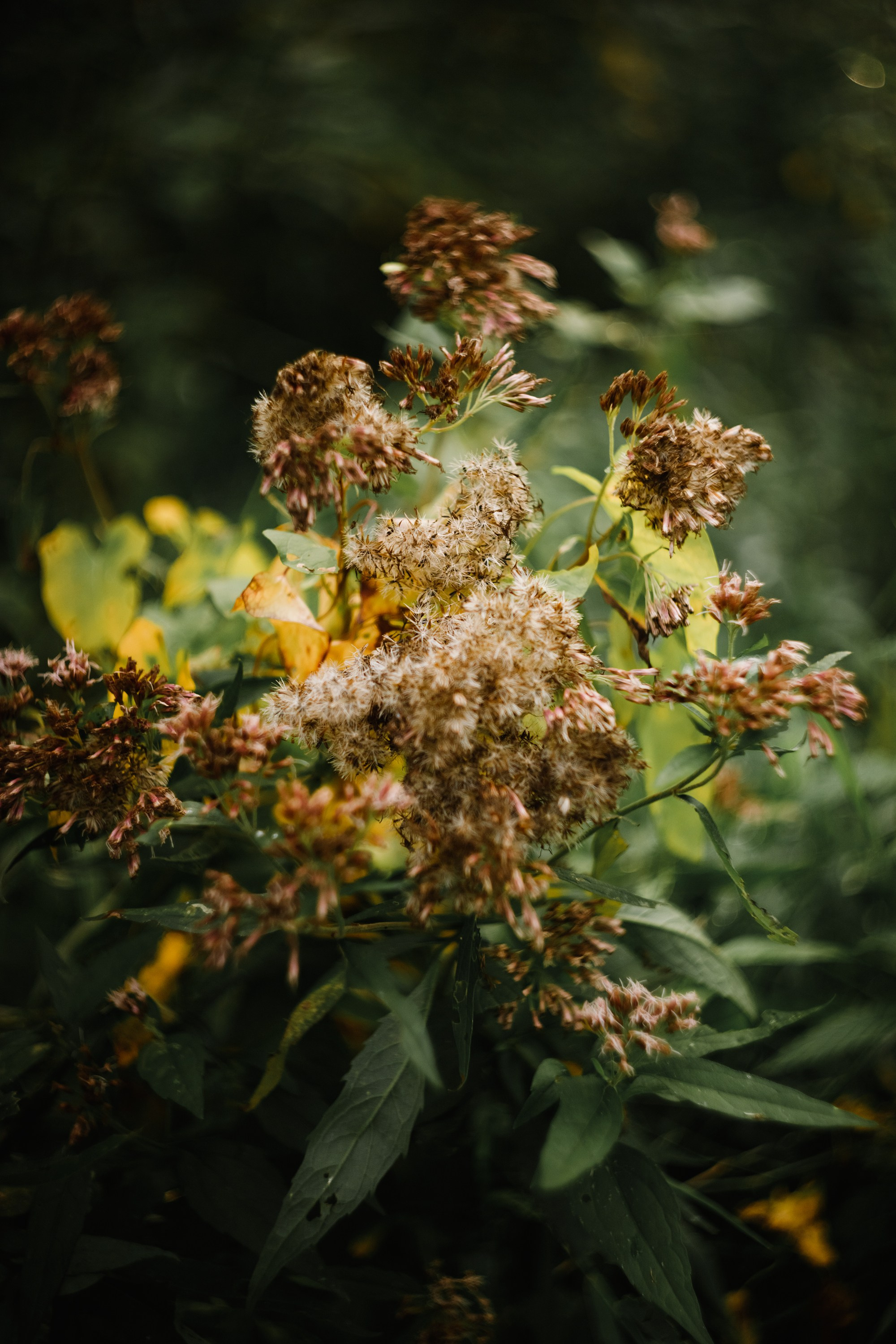 Grodno. Kaja | fotograf we Wrocławiu | ludzie i psy