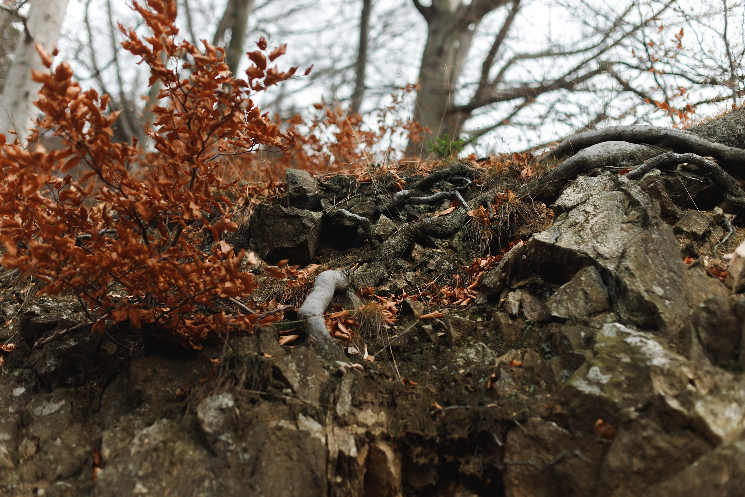 Sowie góry. Kaja | fotograf we Wrocławiu | ludzie i psy